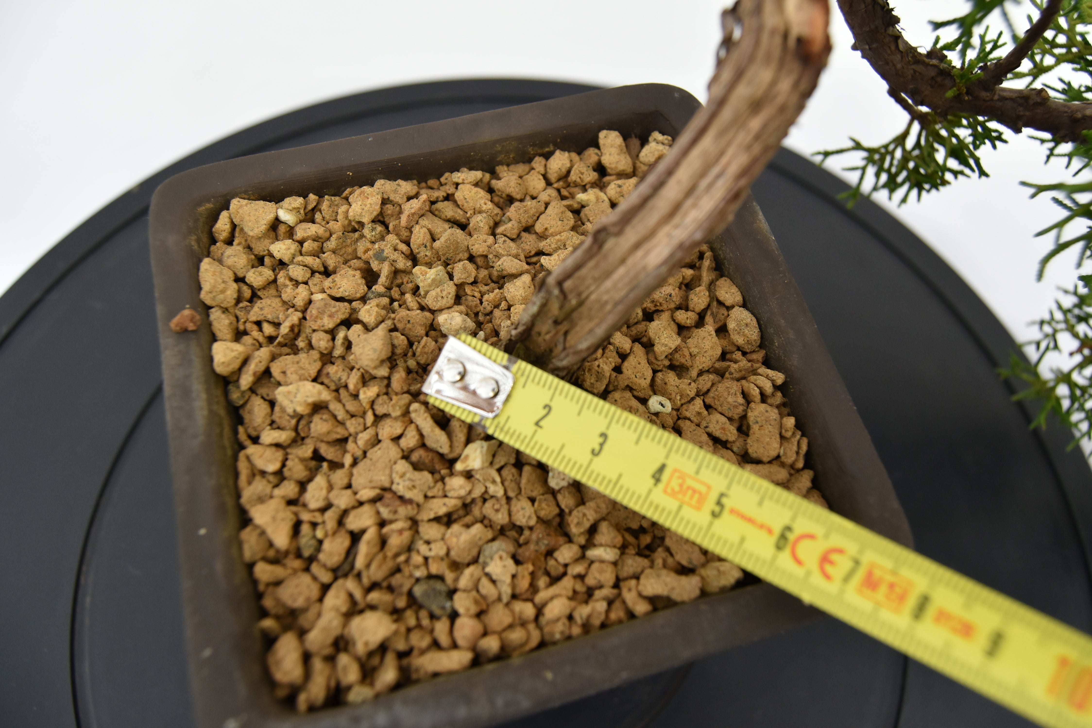 Ginepro Kishu € 130 | La Gemma del bonsai