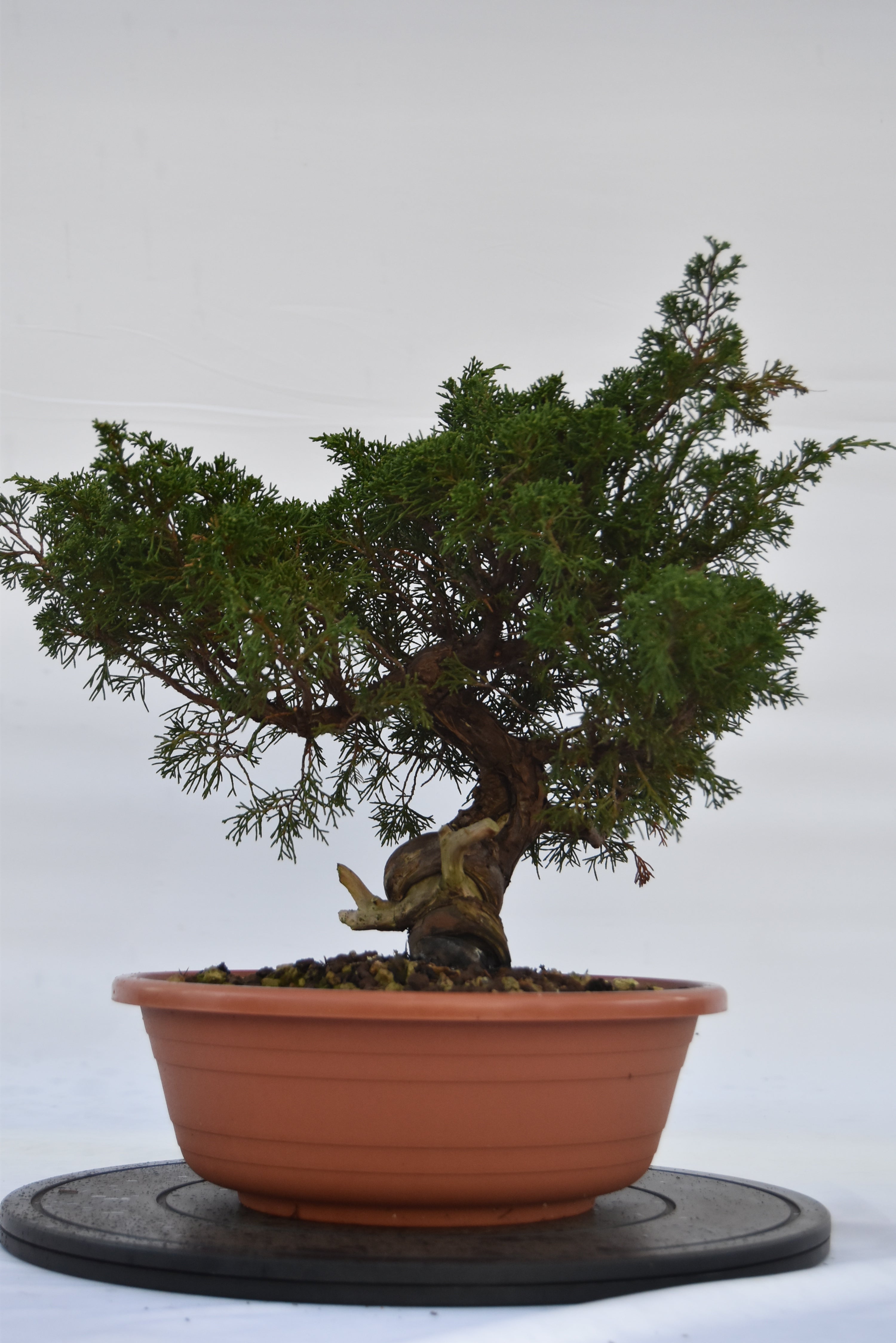 Ginepro Itoigawa €700| La Gemma del bonsai