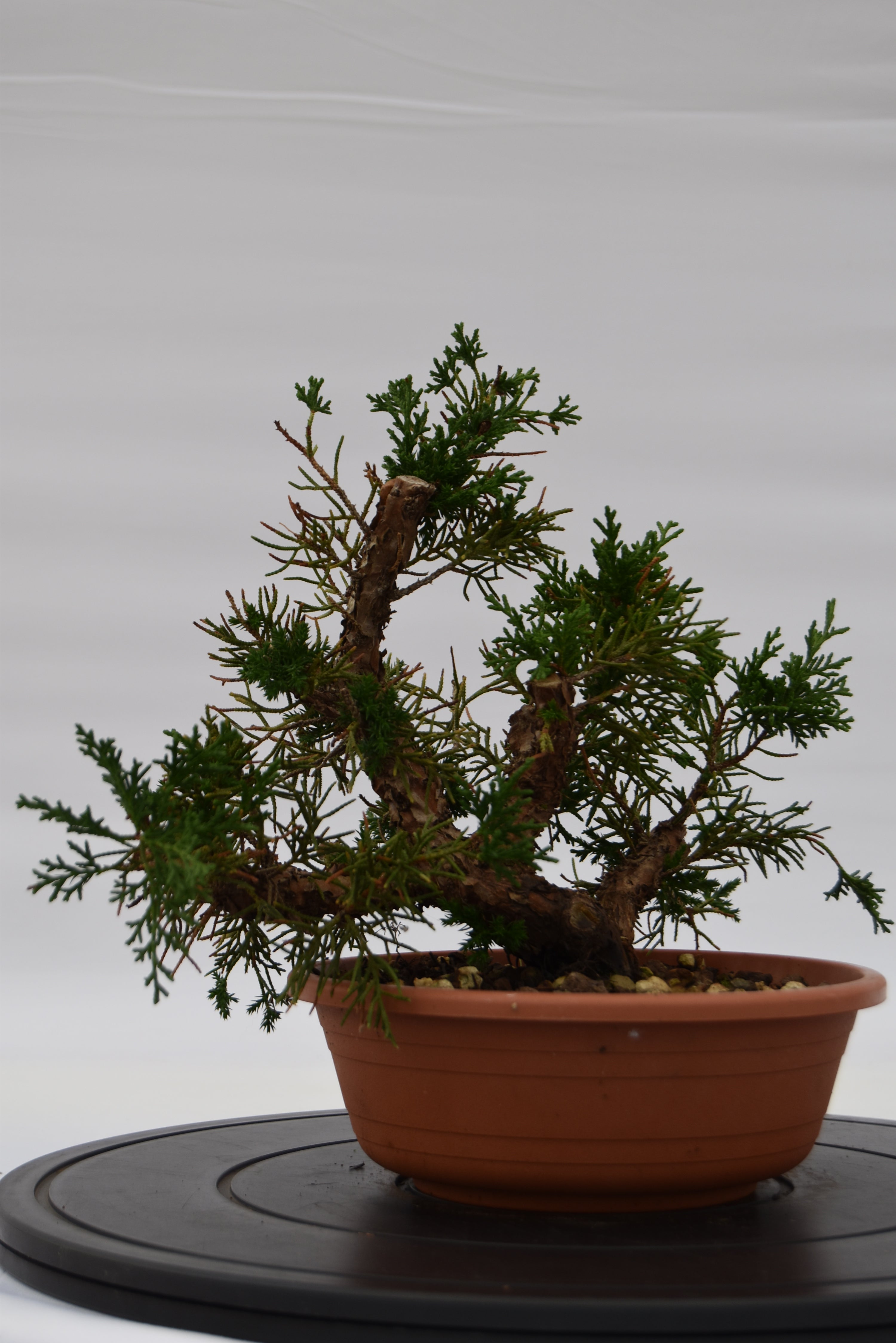Ginepro Kishu € 80 | La Gemma del bonsai