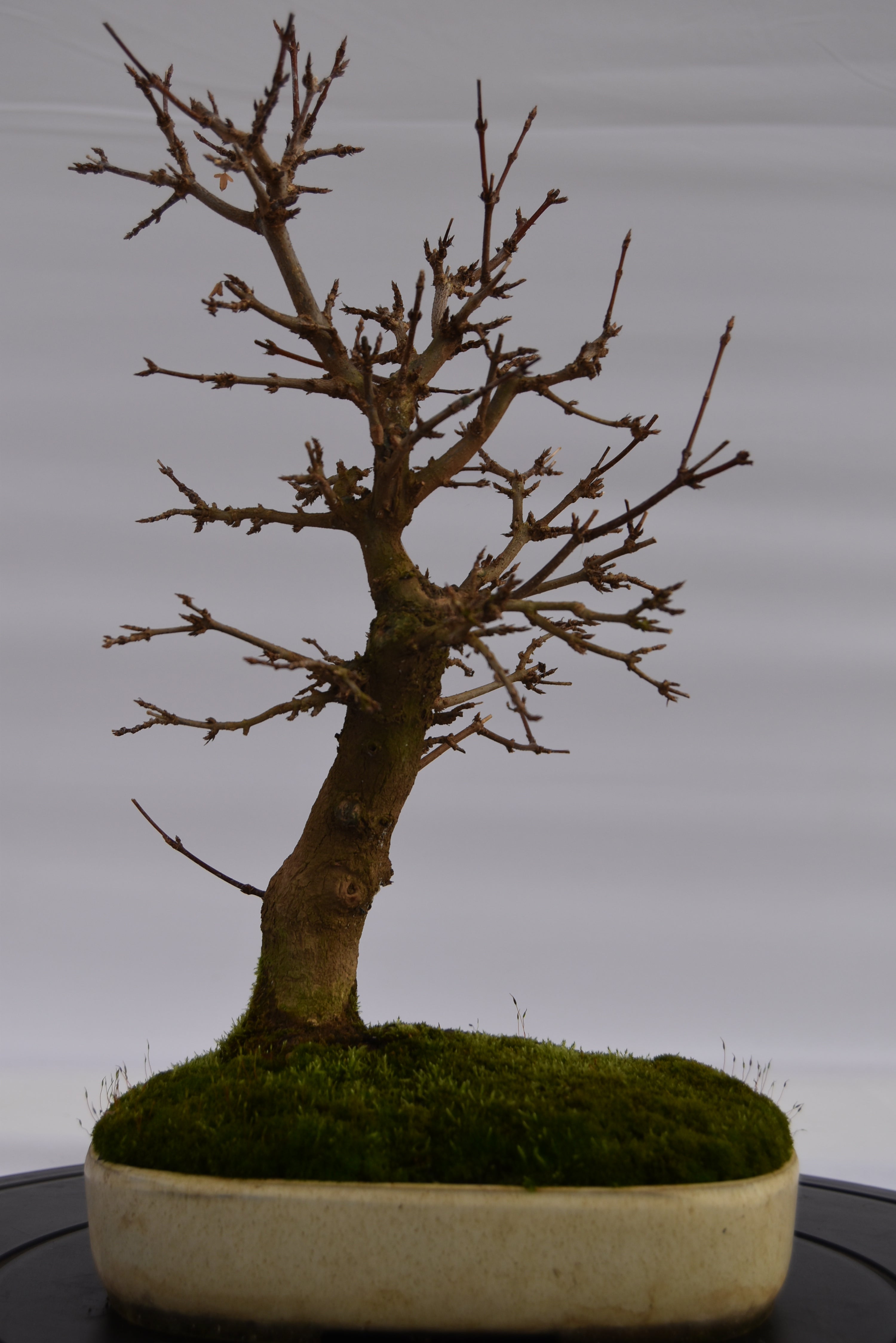 Acero Tridente € 320 | La Gemma del bonsai