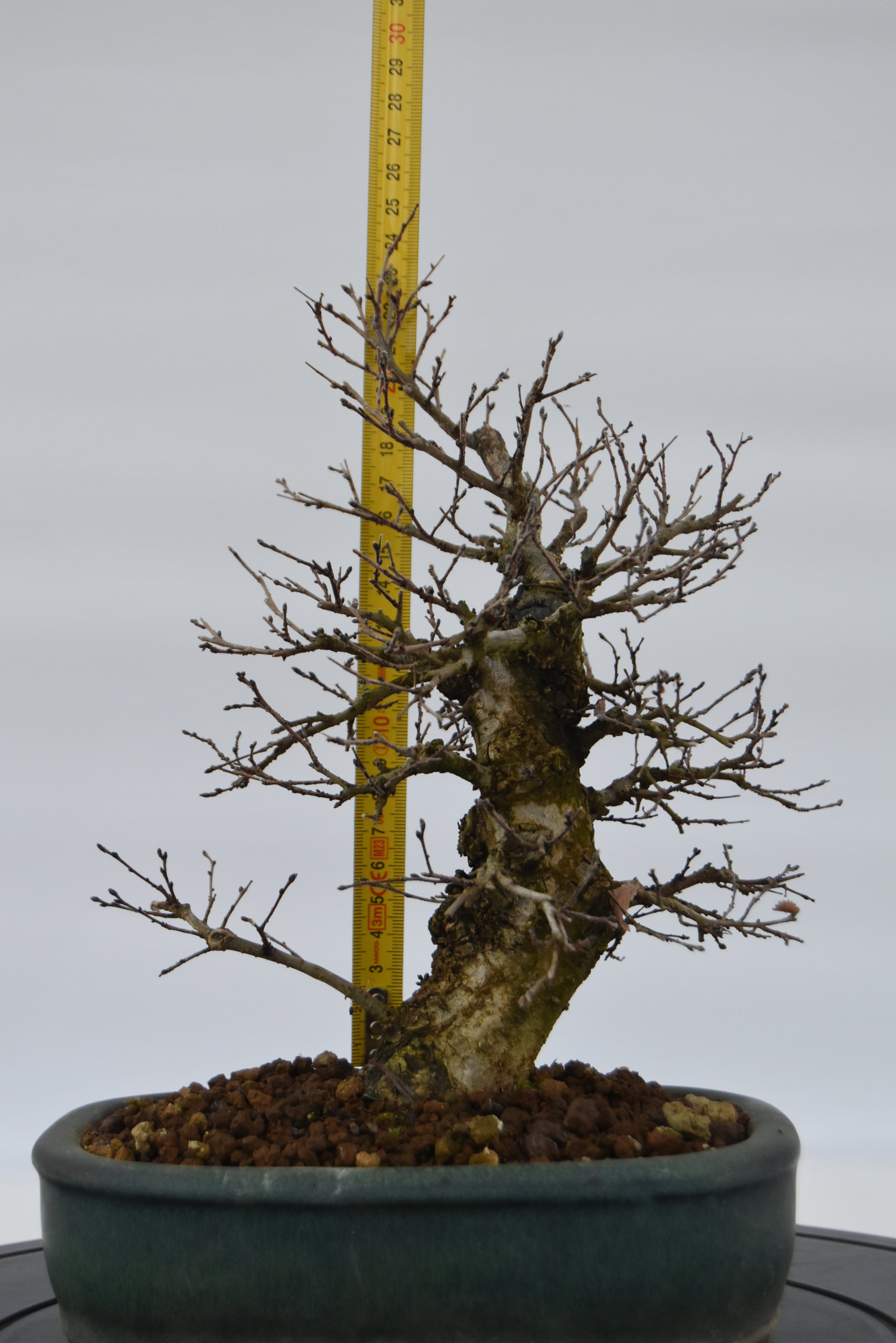 Olmo Campestre € 250 | La Gemma del bonsai
