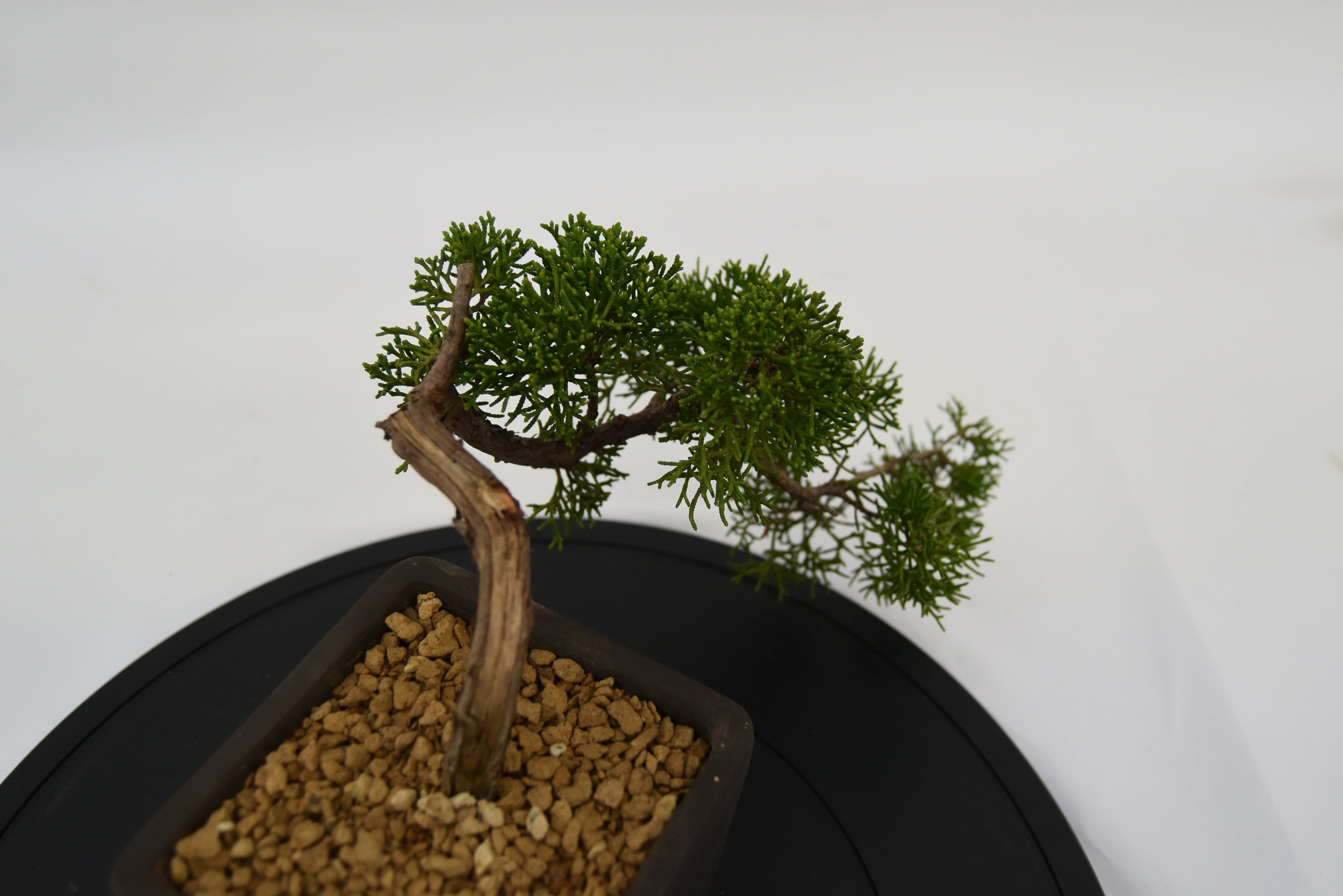 Ginepro Kishu € 130 | La Gemma del bonsai