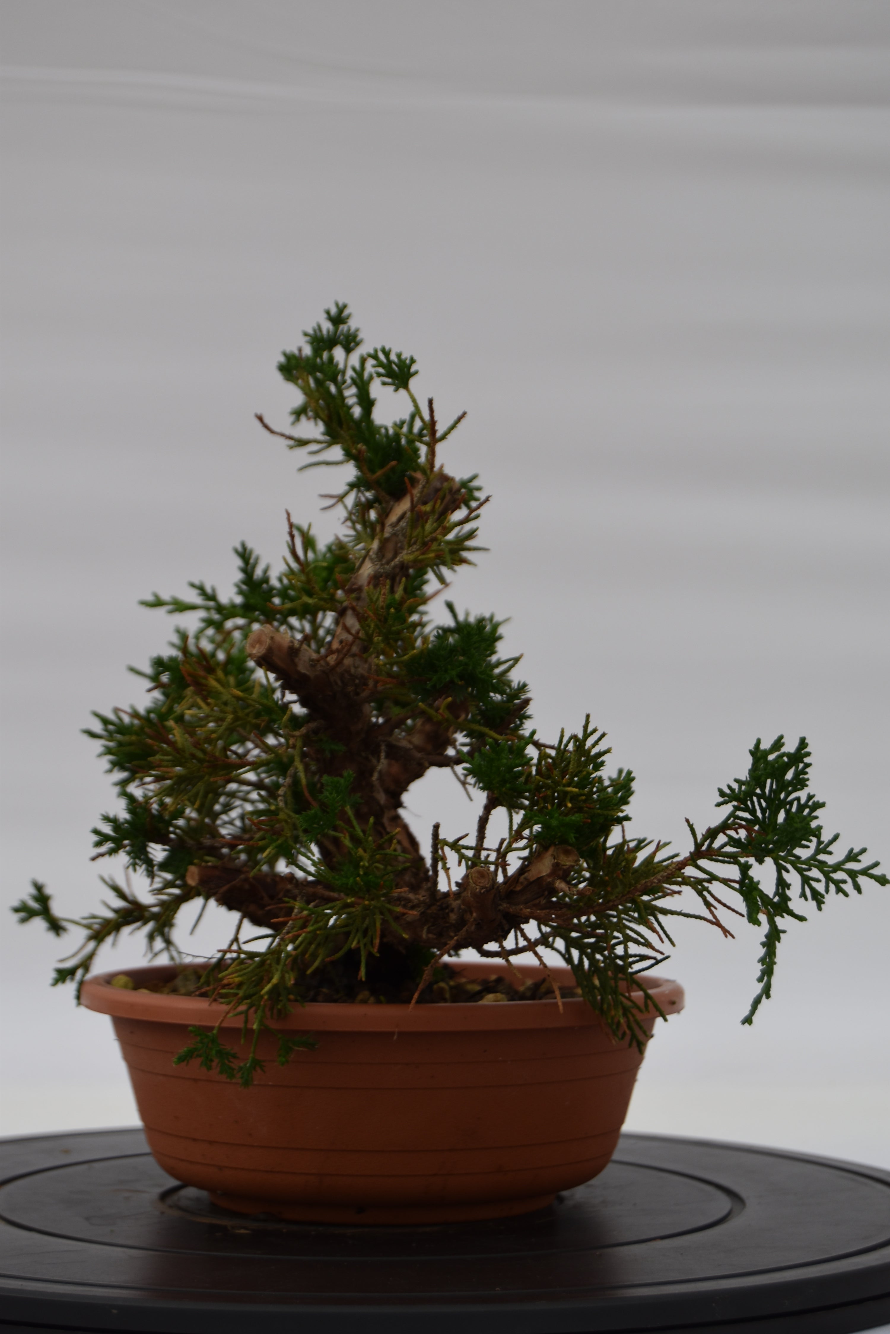 Ginepro Kishu € 80 | La Gemma del bonsai