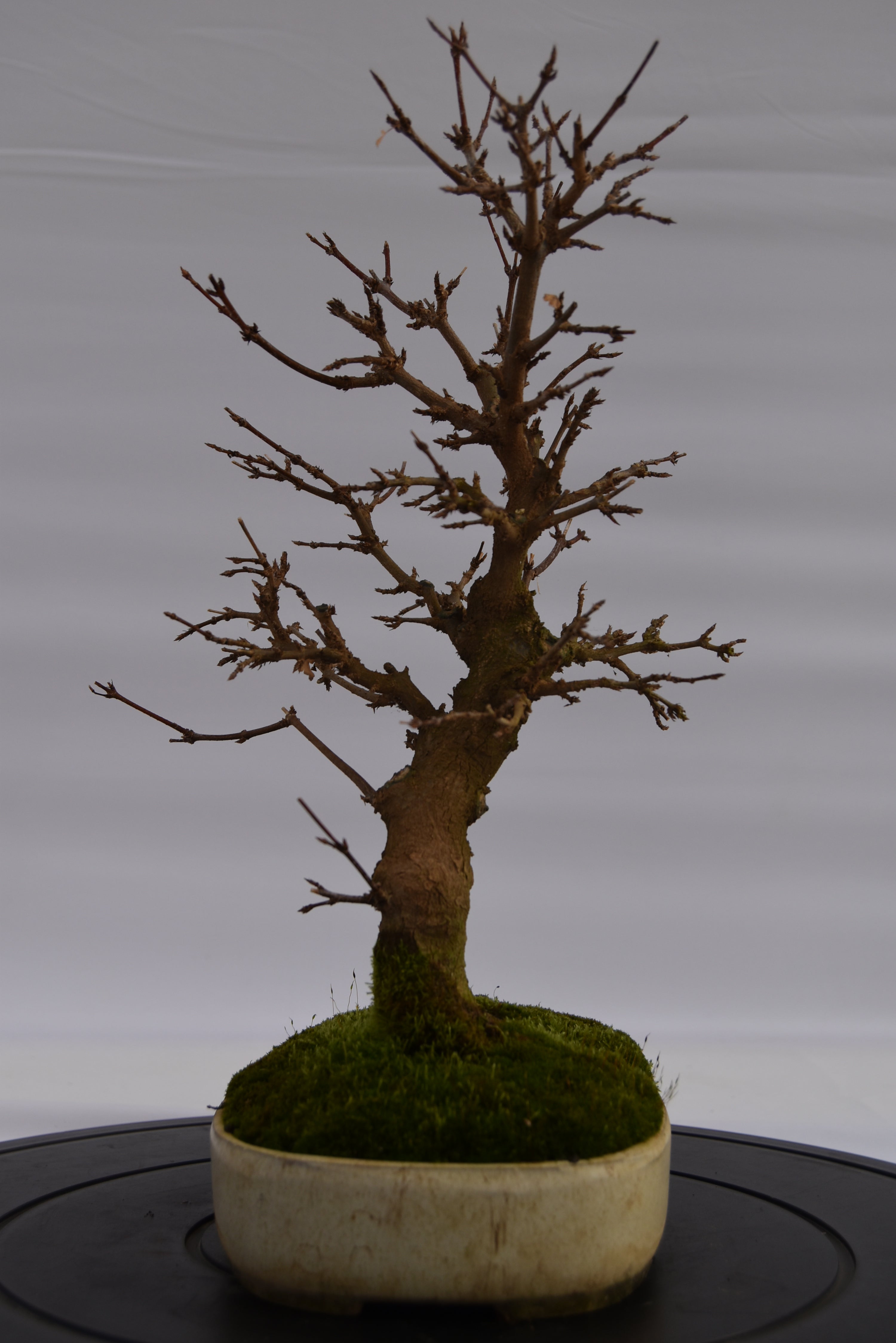 Acero Tridente € 320 | La Gemma del bonsai