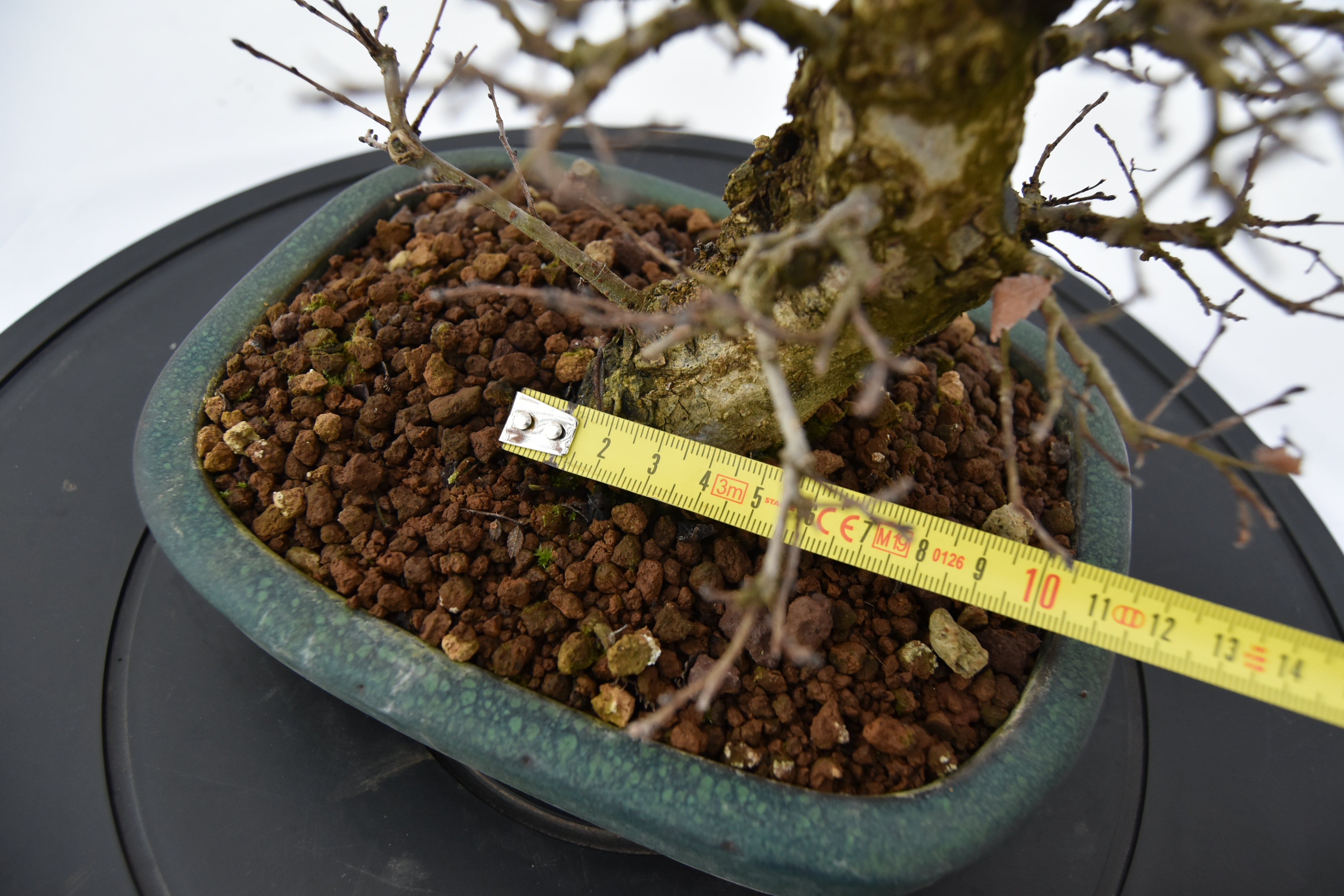 Olmo Campestre € 250 | La Gemma del bonsai