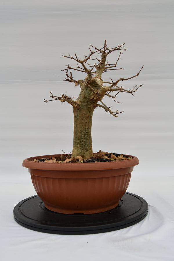 Acero Tridente € 250 | La Gemma del bonsai