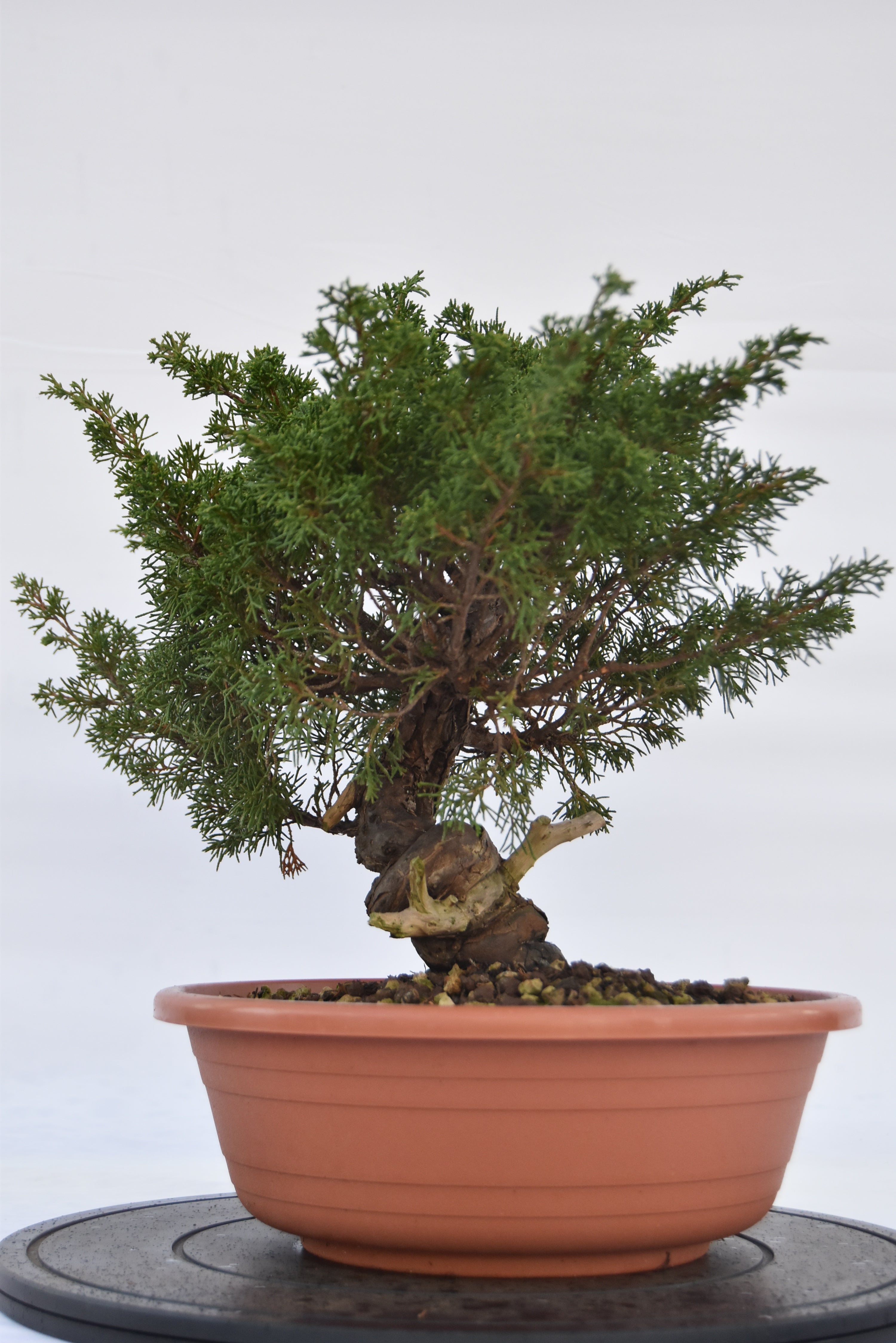 Ginepro Itoigawa €700| La Gemma del bonsai