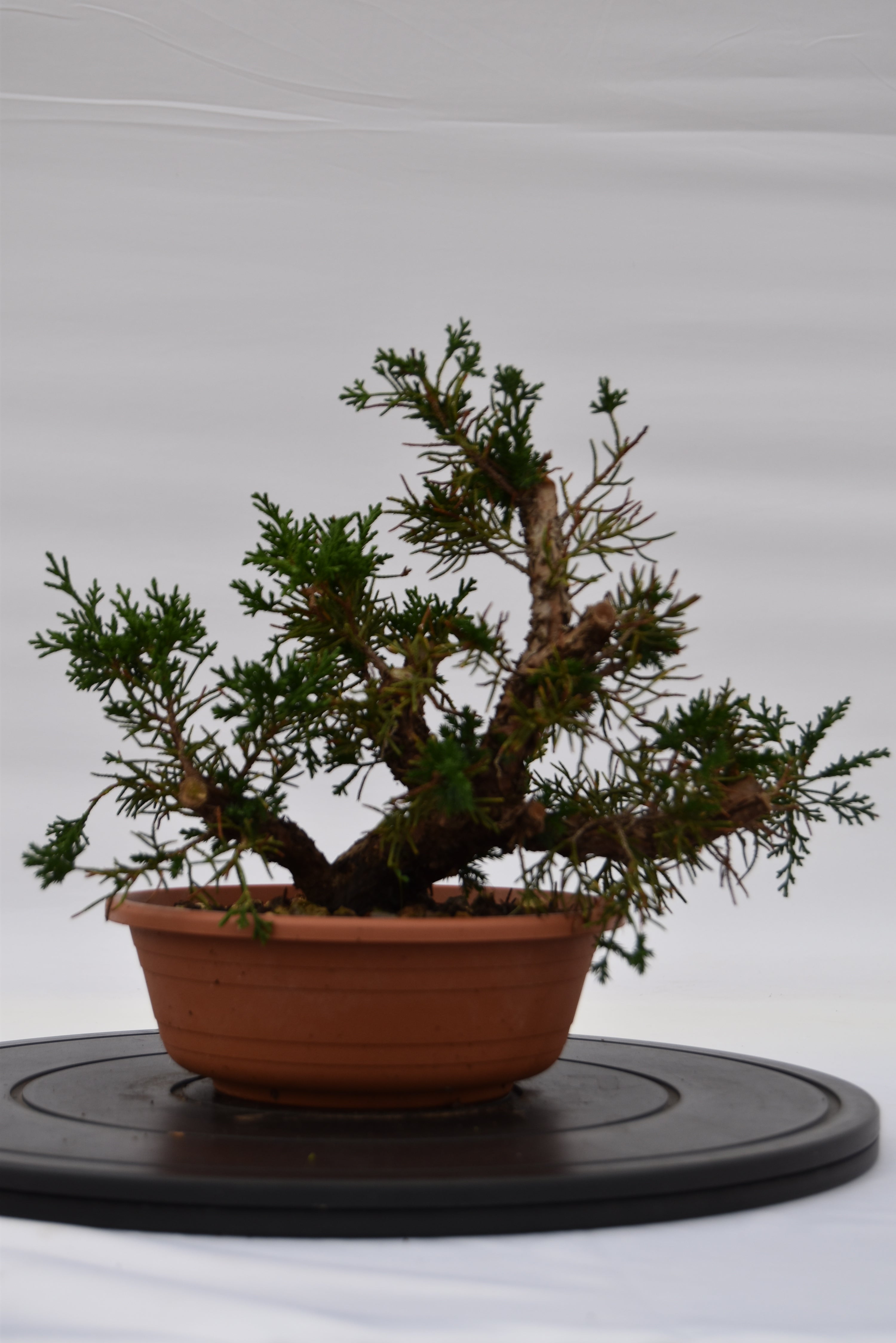 Ginepro Kishu € 80 | La Gemma del bonsai
