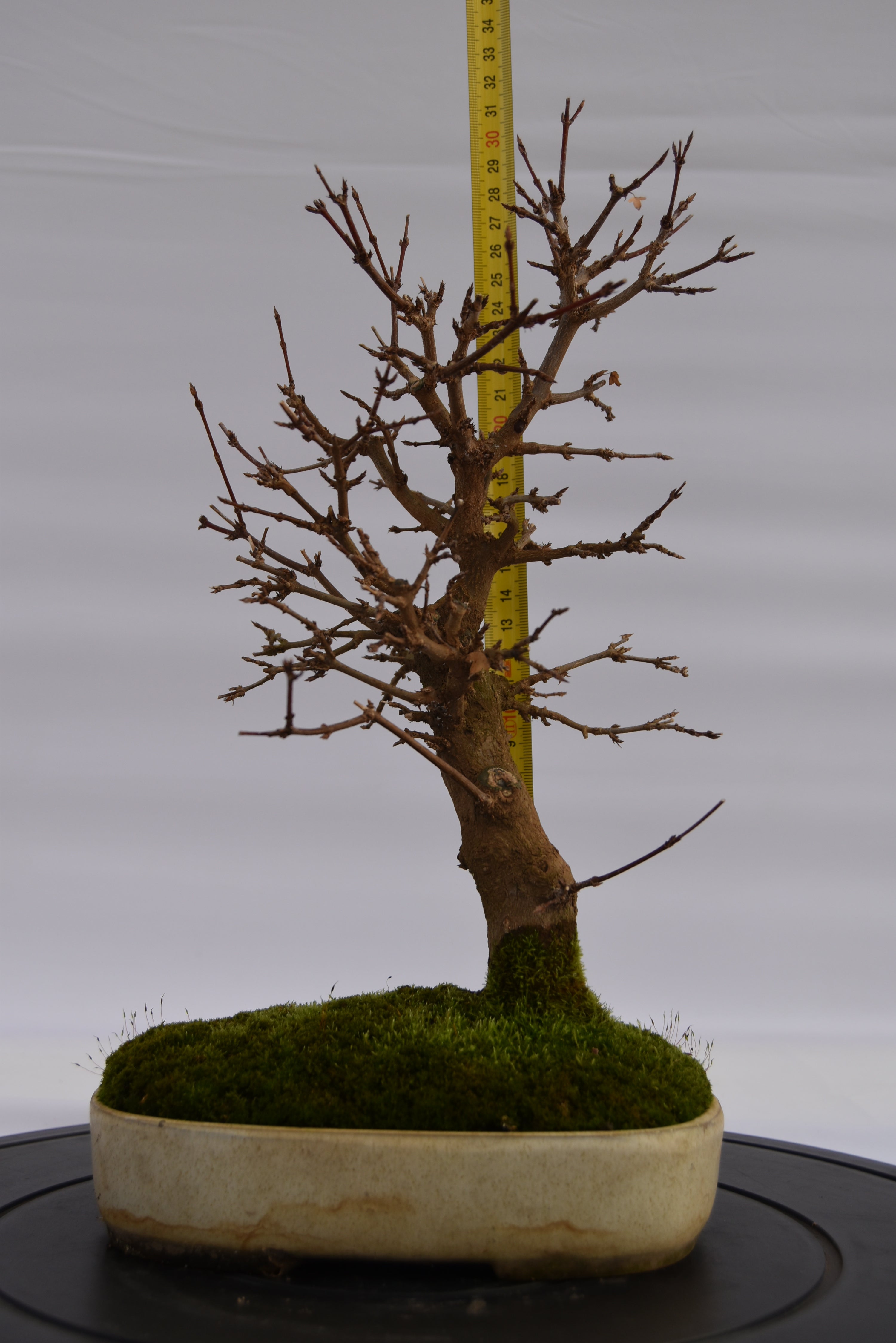 Acero Tridente € 320 | La Gemma del bonsai