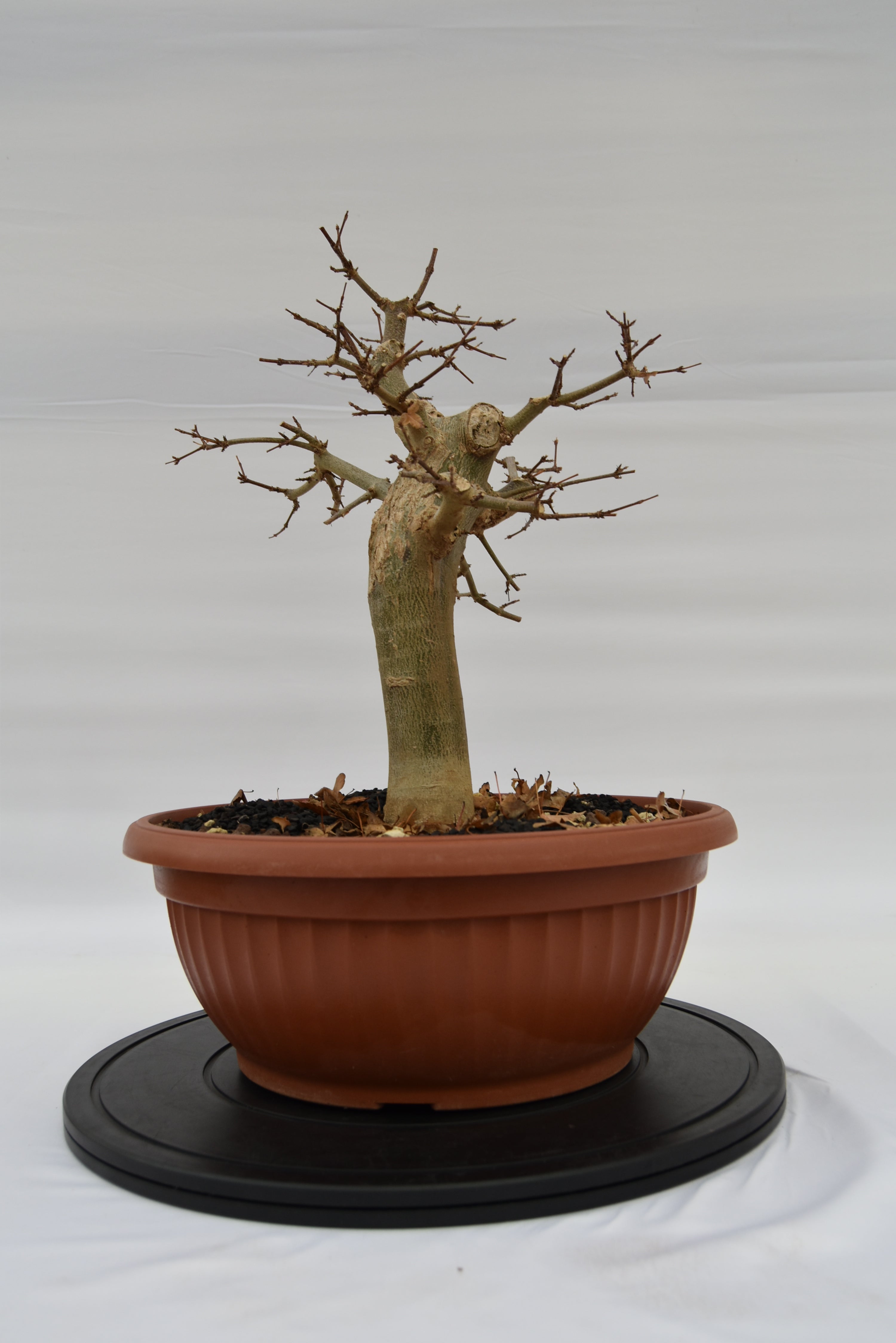 Acero Tridente € 250 | La Gemma del bonsai