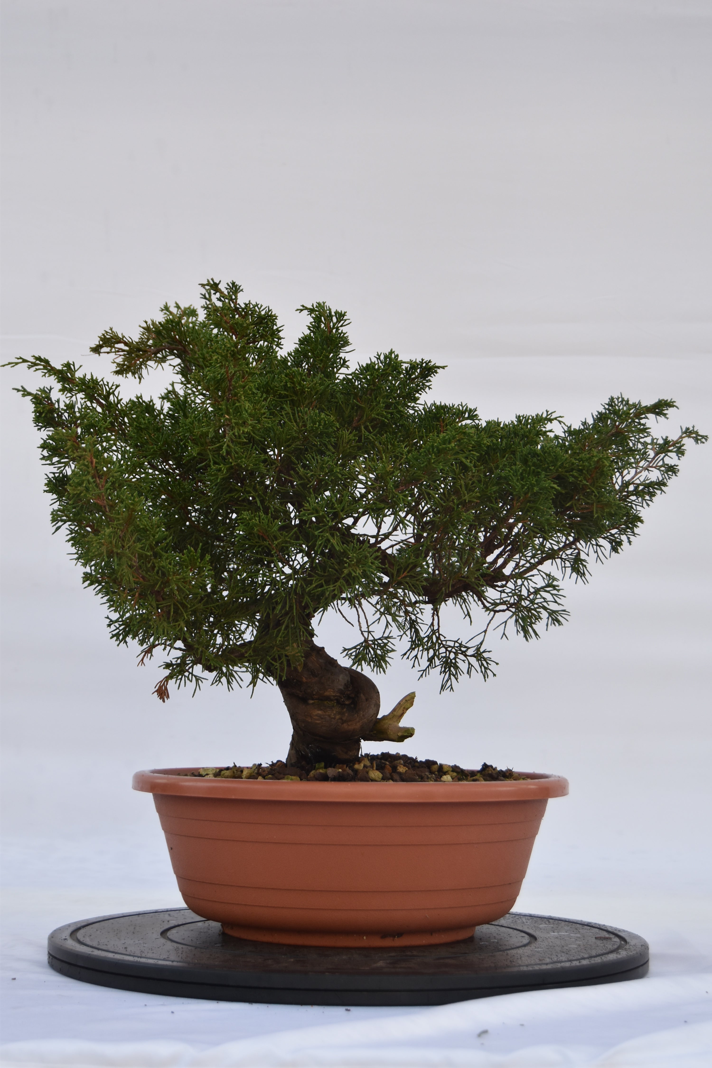 Ginepro Itoigawa €700| La Gemma del bonsai