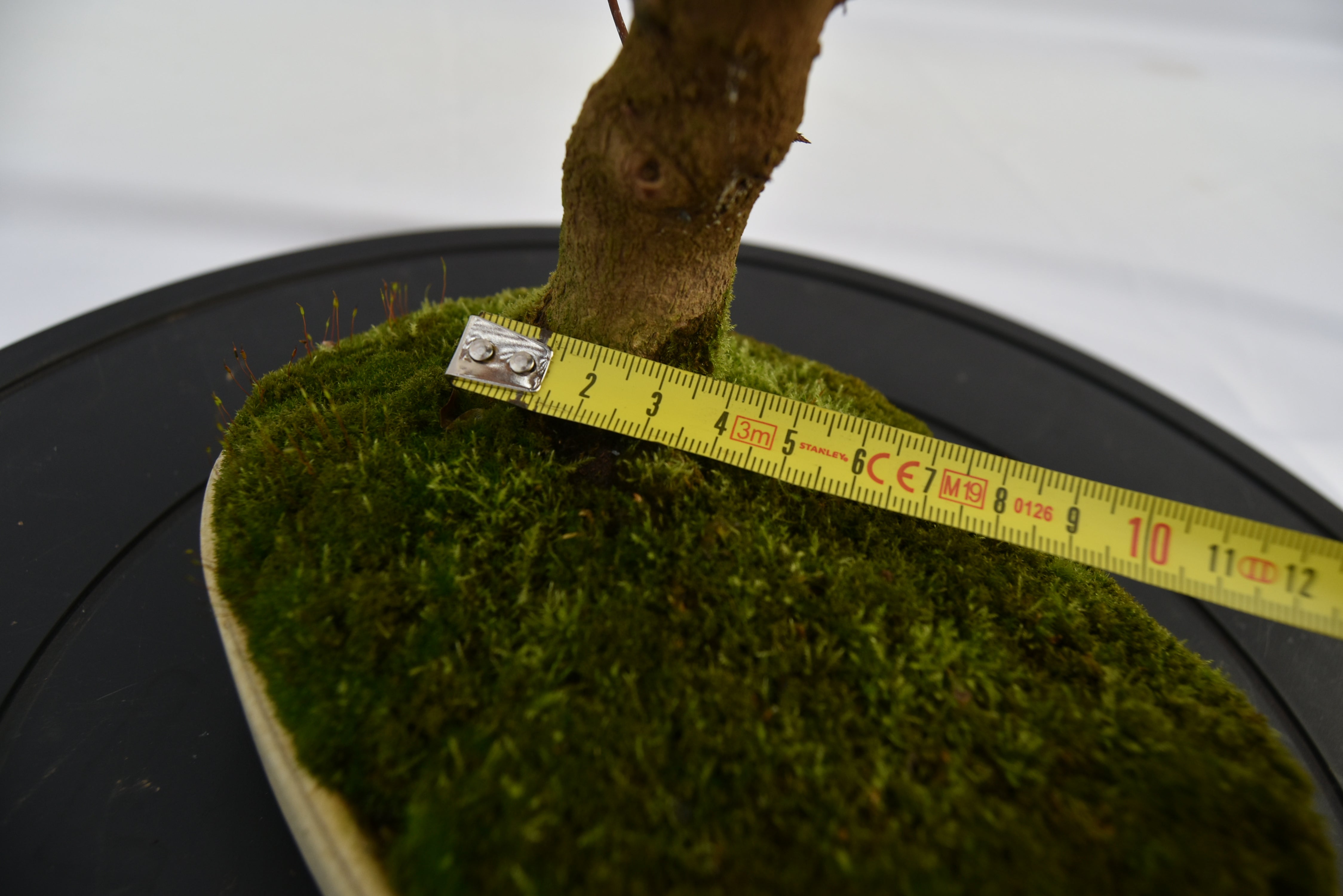 Acero Tridente € 320 | La Gemma del bonsai