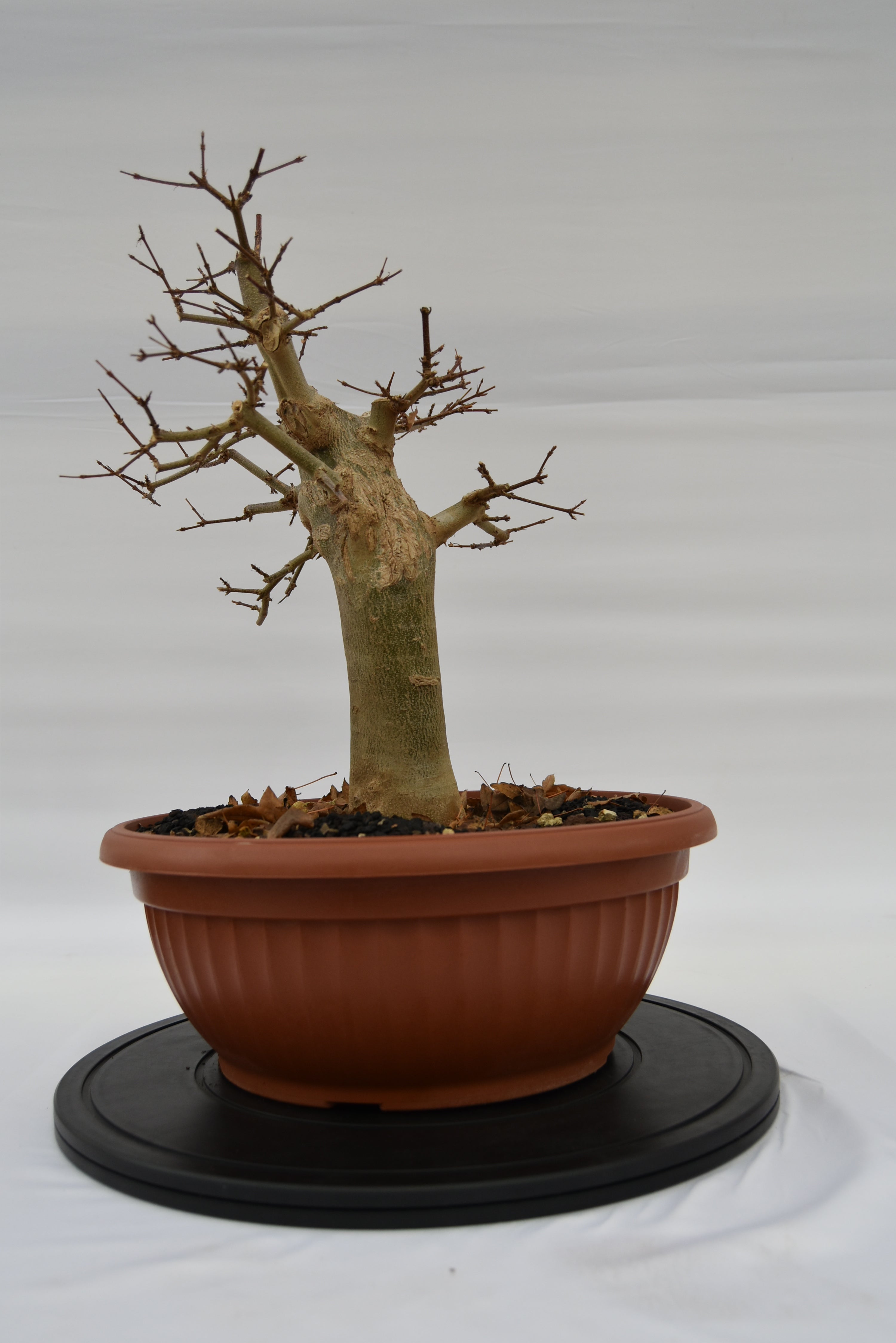 Acero Tridente € 250 | La Gemma del bonsai