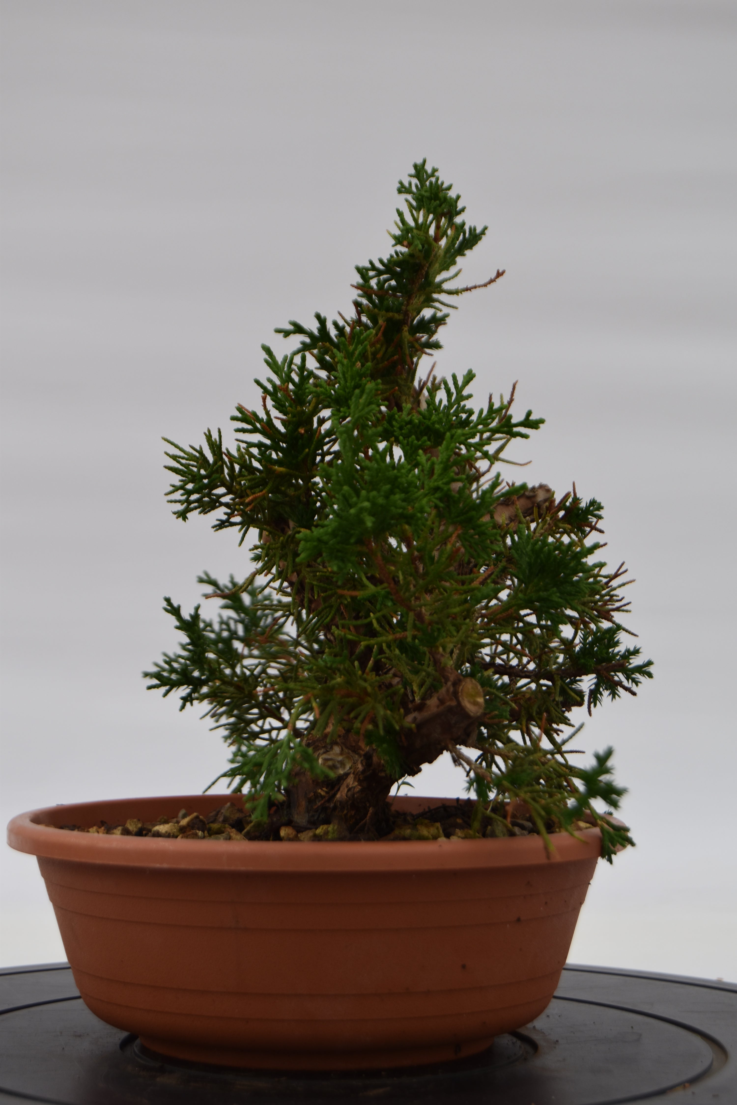 Ginepro Kishu € 80 | La Gemma del bonsai