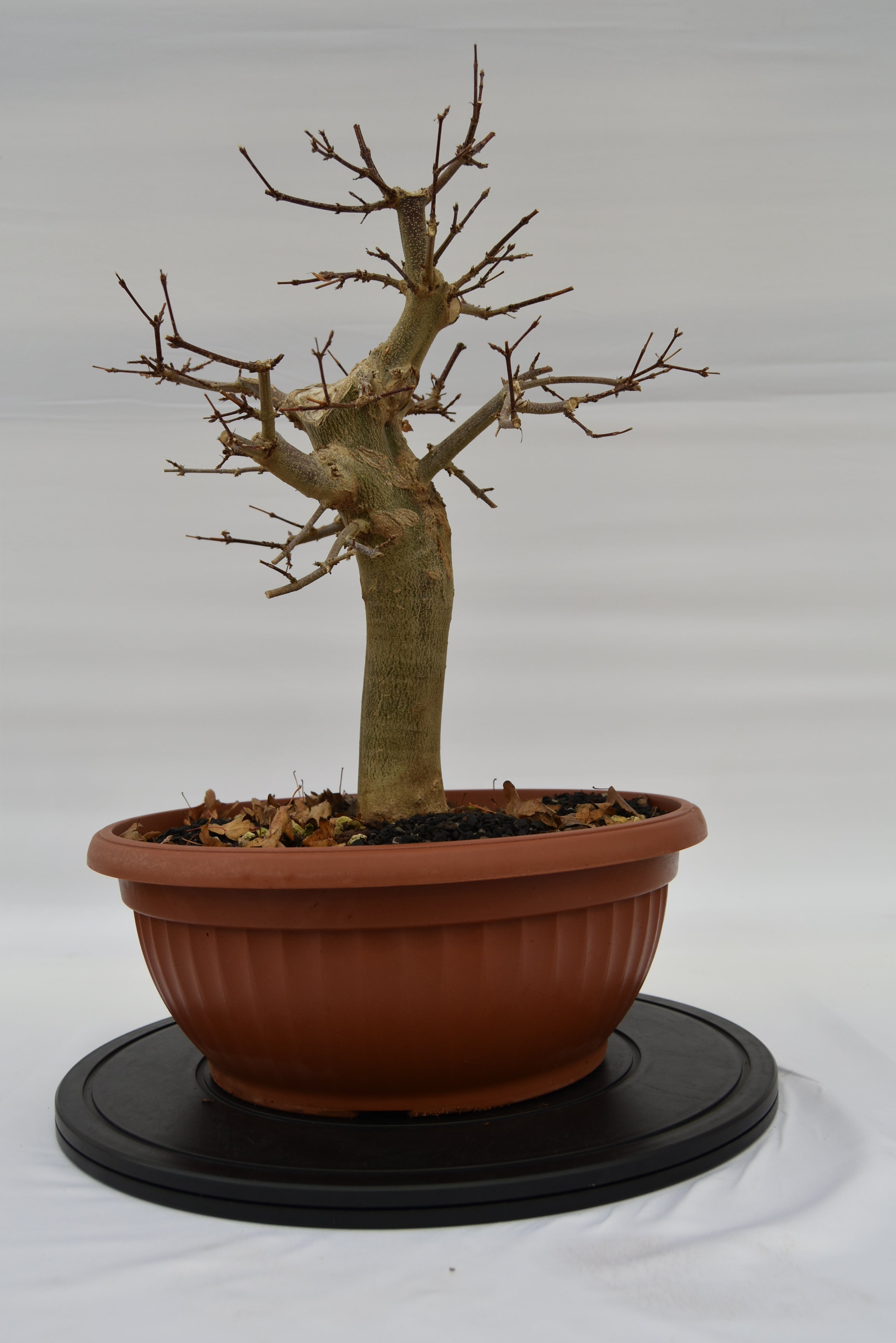 Acero Tridente € 250 | La Gemma del bonsai