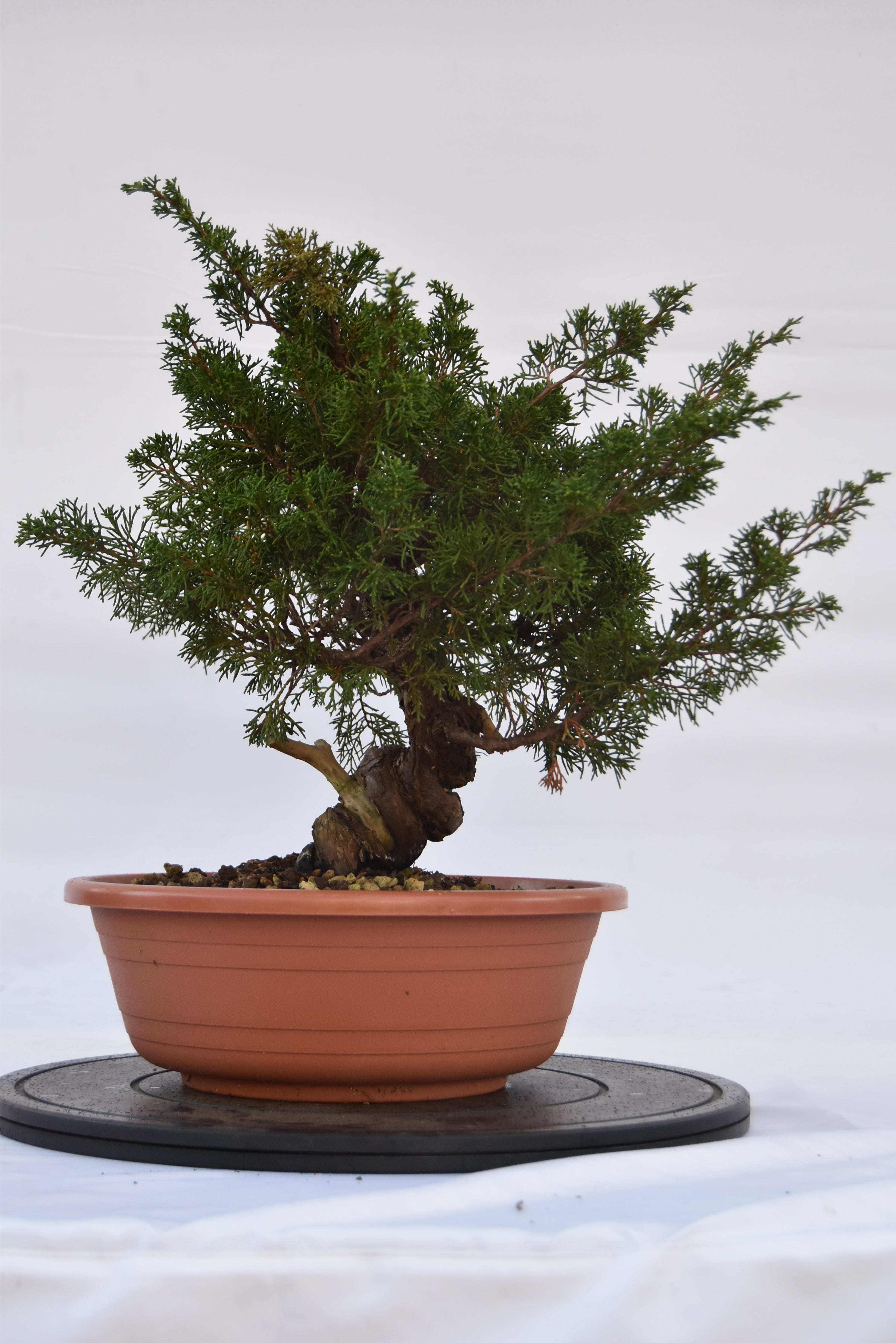Ginepro Itoigawa €700| La Gemma del bonsai