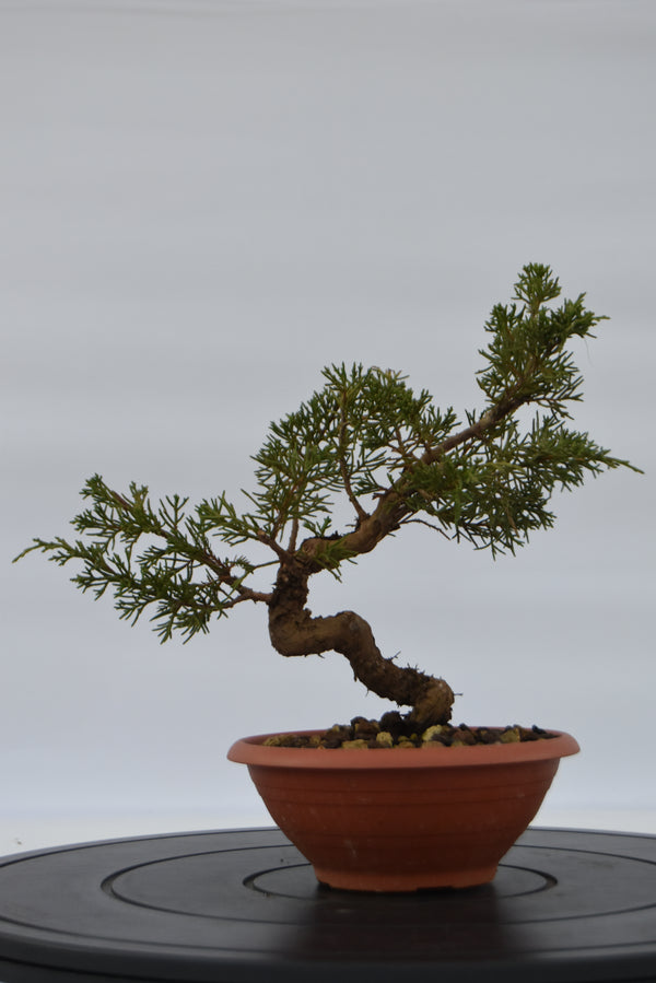 Ginepro Itoigawa € 40 | La Gemma del bonsai
