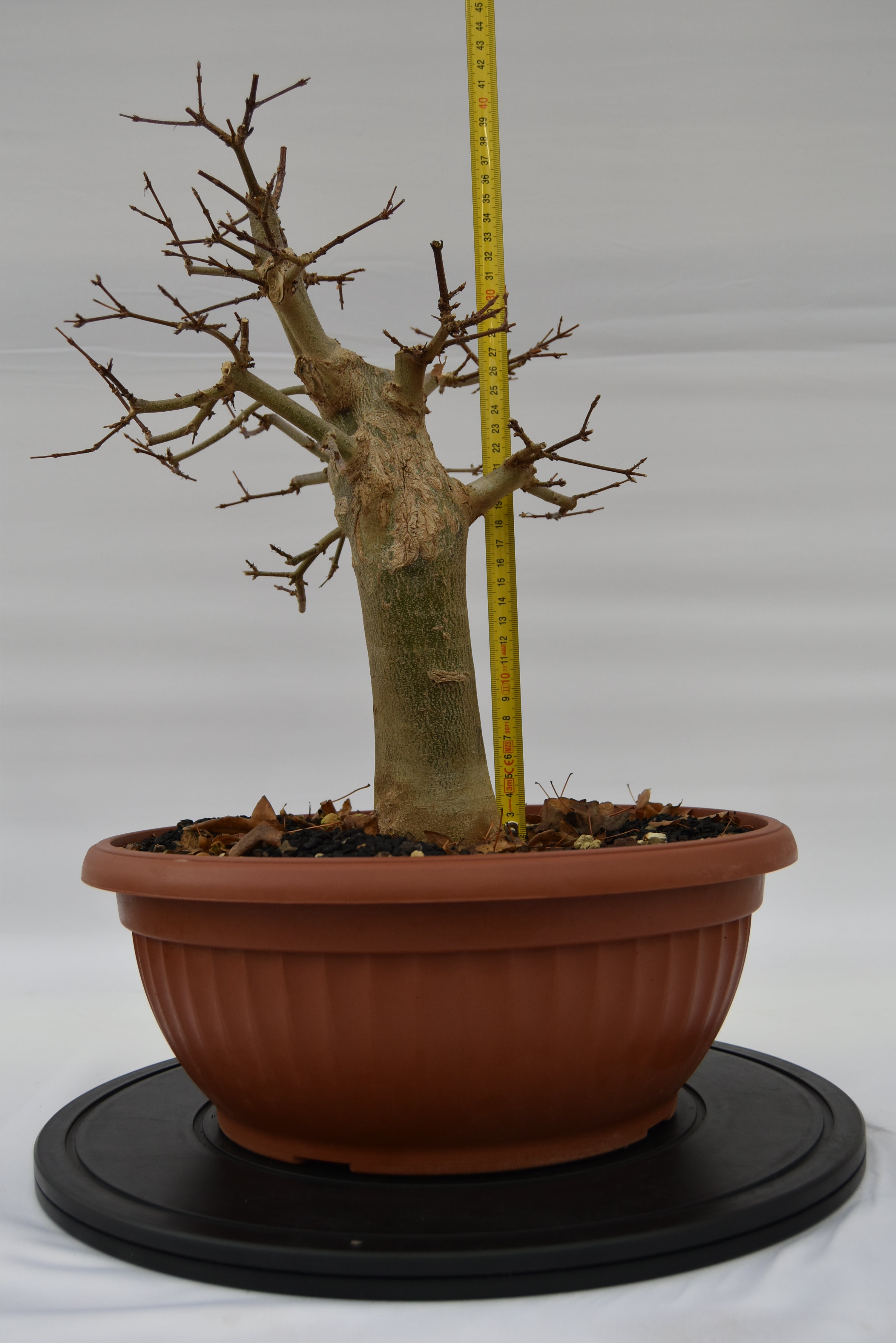Acero Tridente € 250 | La Gemma del bonsai