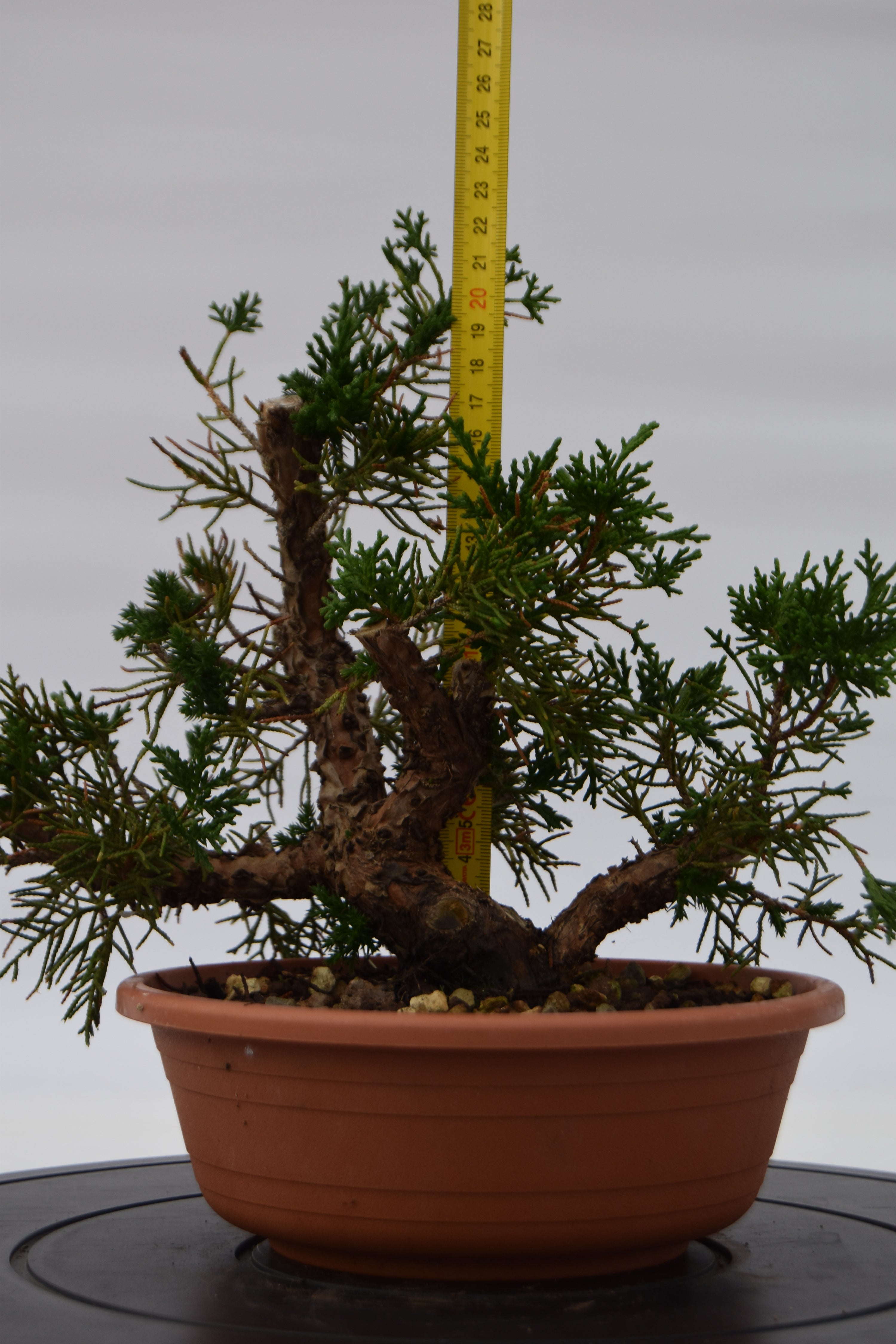 Ginepro Kishu € 80 | La Gemma del bonsai