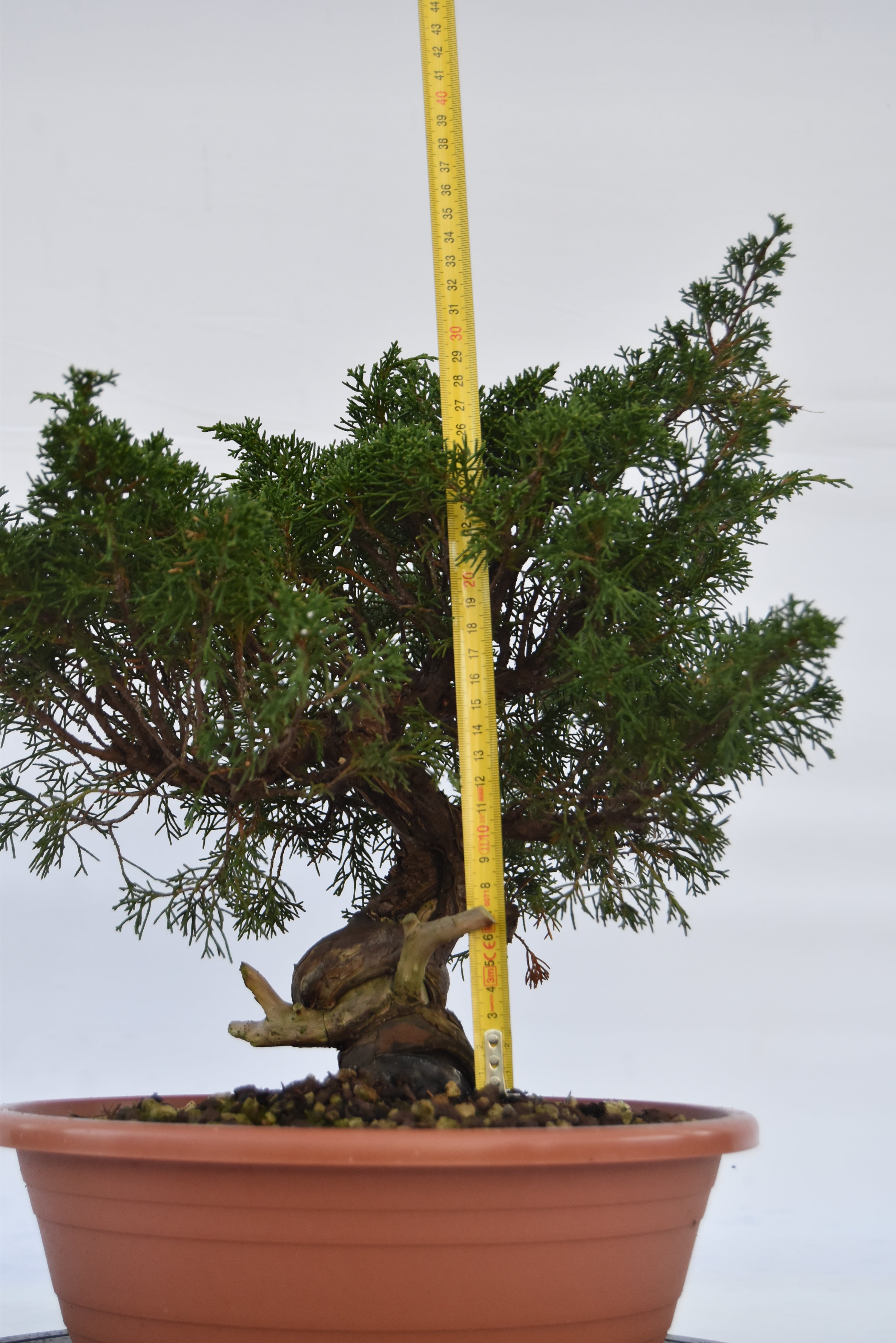 Ginepro Itoigawa €700| La Gemma del bonsai