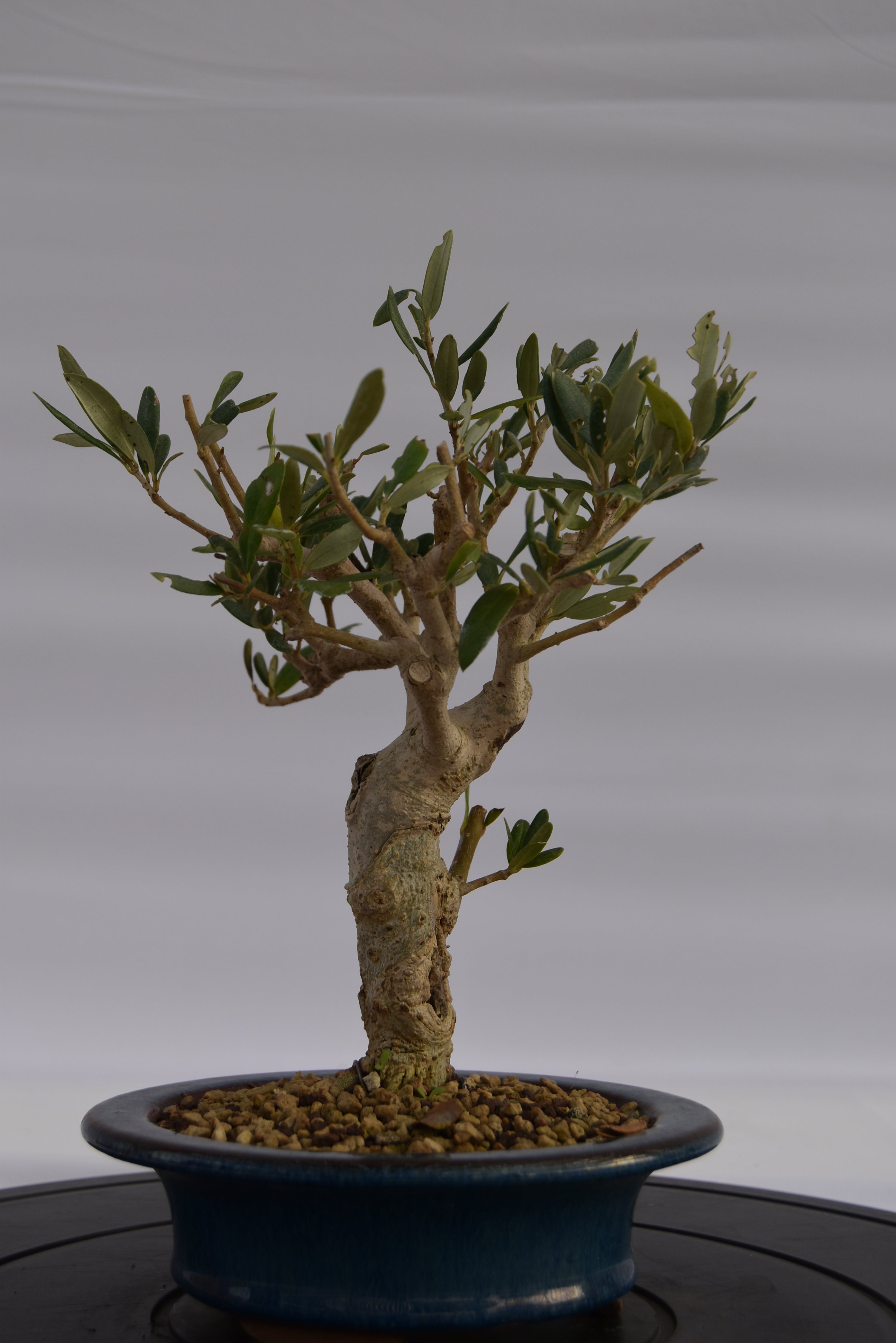 Olivo € 150 | La Gemma del bonsai