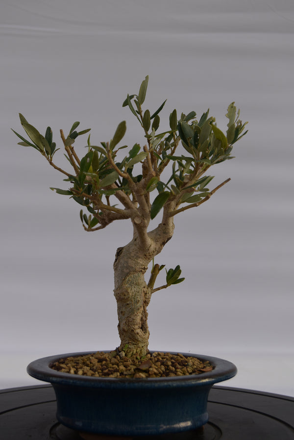 Olivo € 150 | La Gemma del bonsai