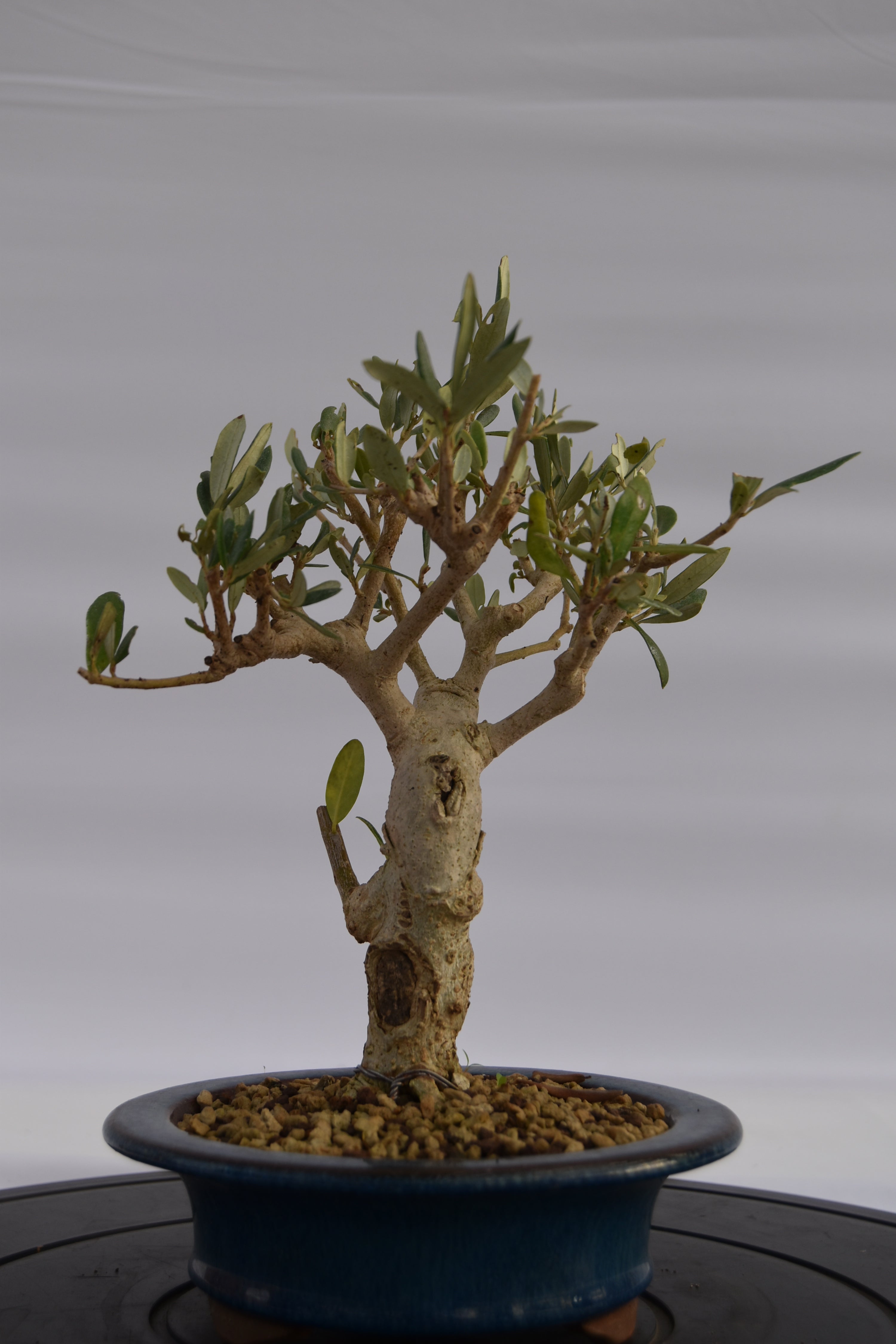 Olivo € 150 | La Gemma del bonsai