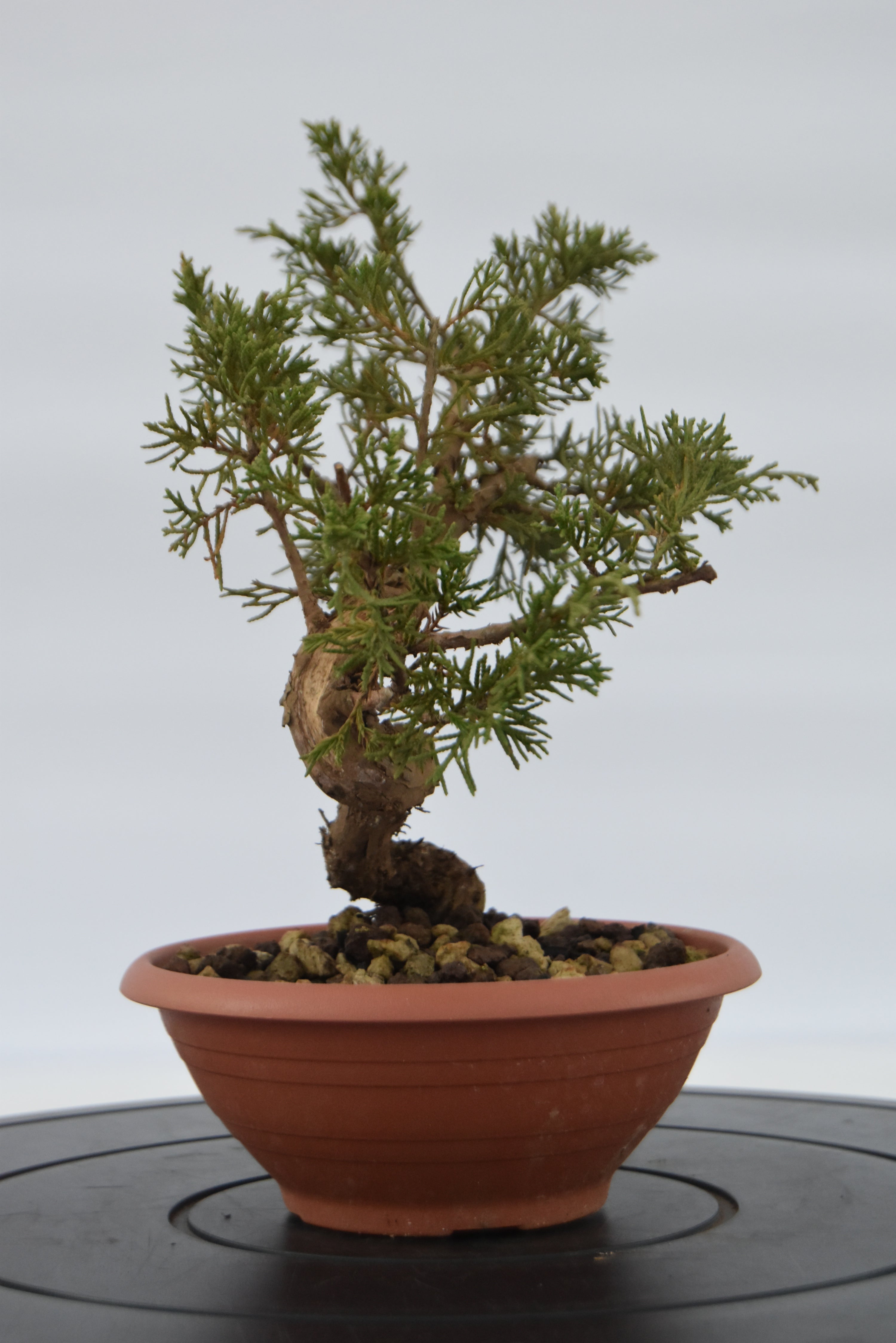 Ginepro Itoigawa € 40 | La Gemma del bonsai
