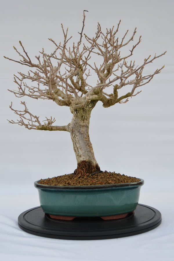 Bougainvillea € 670 | La Gemma del bonsai