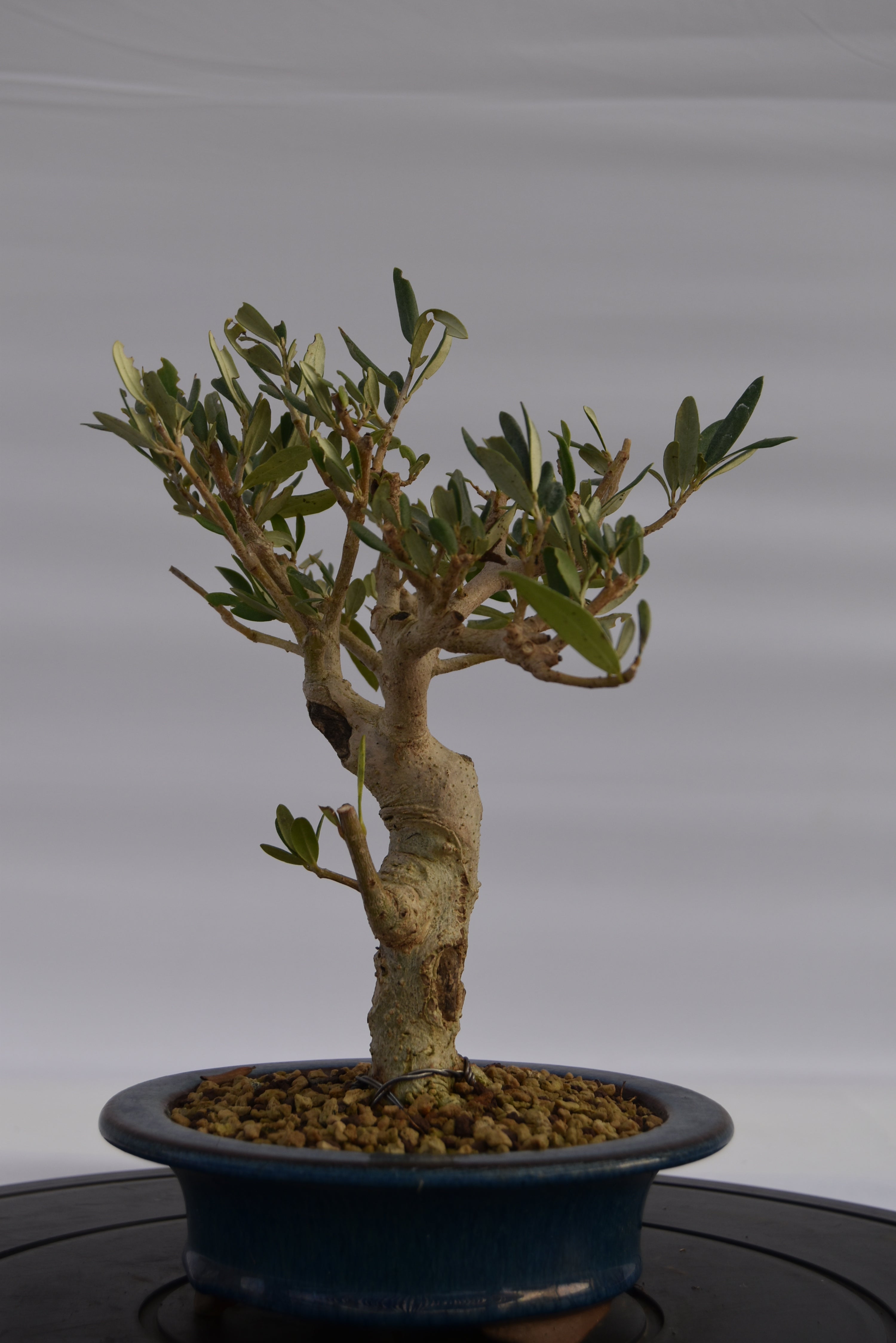 Olivo € 150 | La Gemma del bonsai