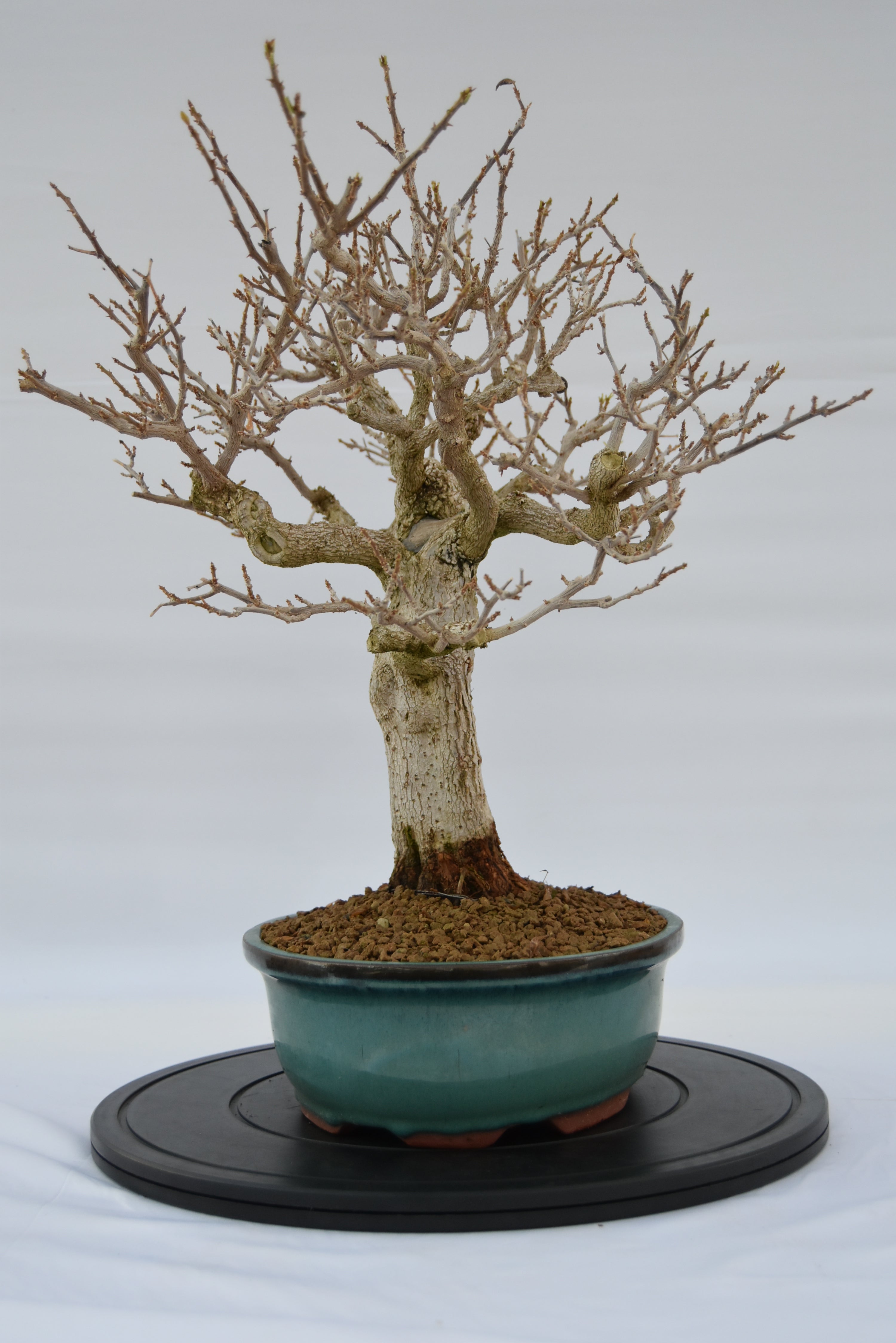 Bougainvillea € 670 | La Gemma del bonsai