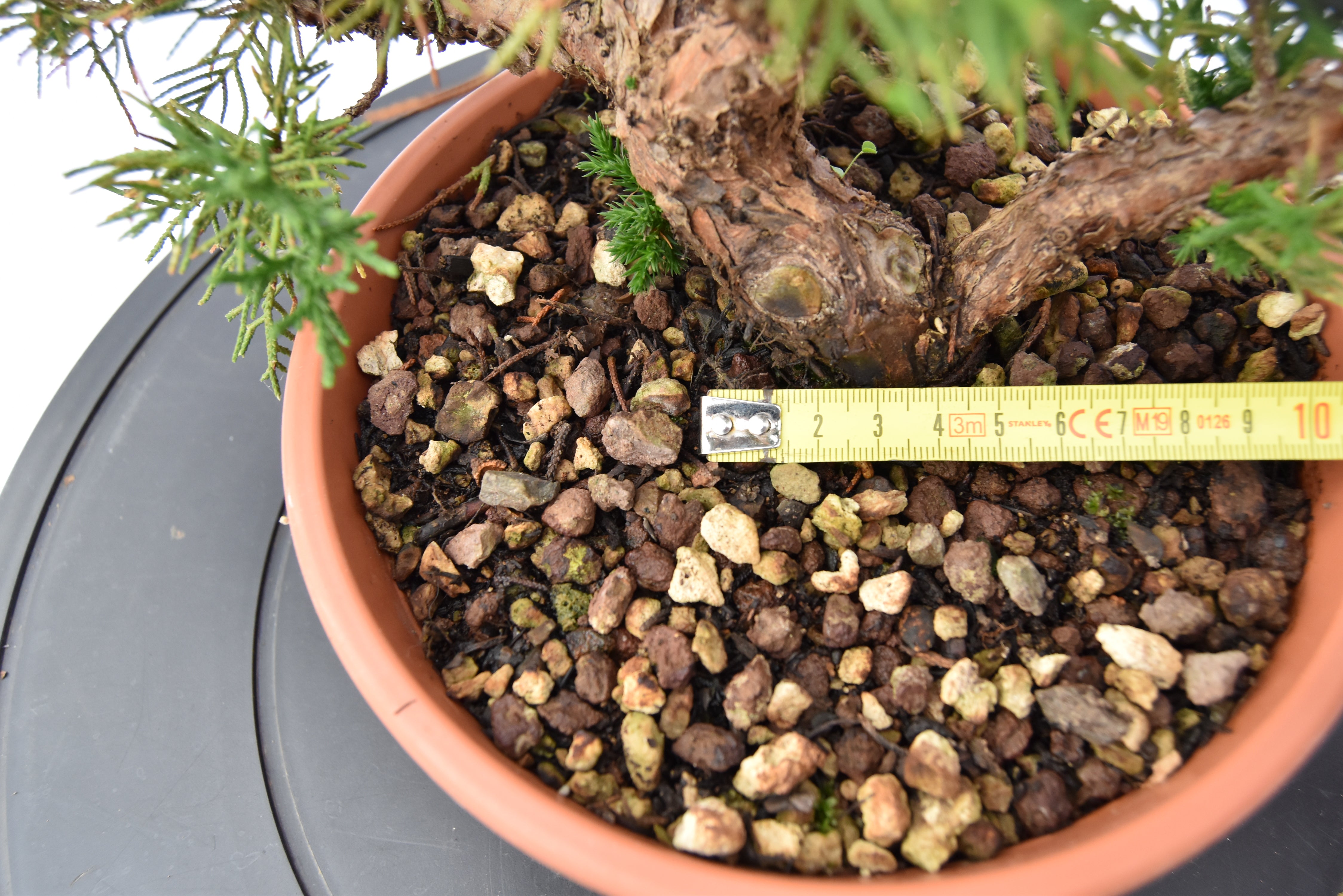 Ginepro Kishu € 80 | La Gemma del bonsai