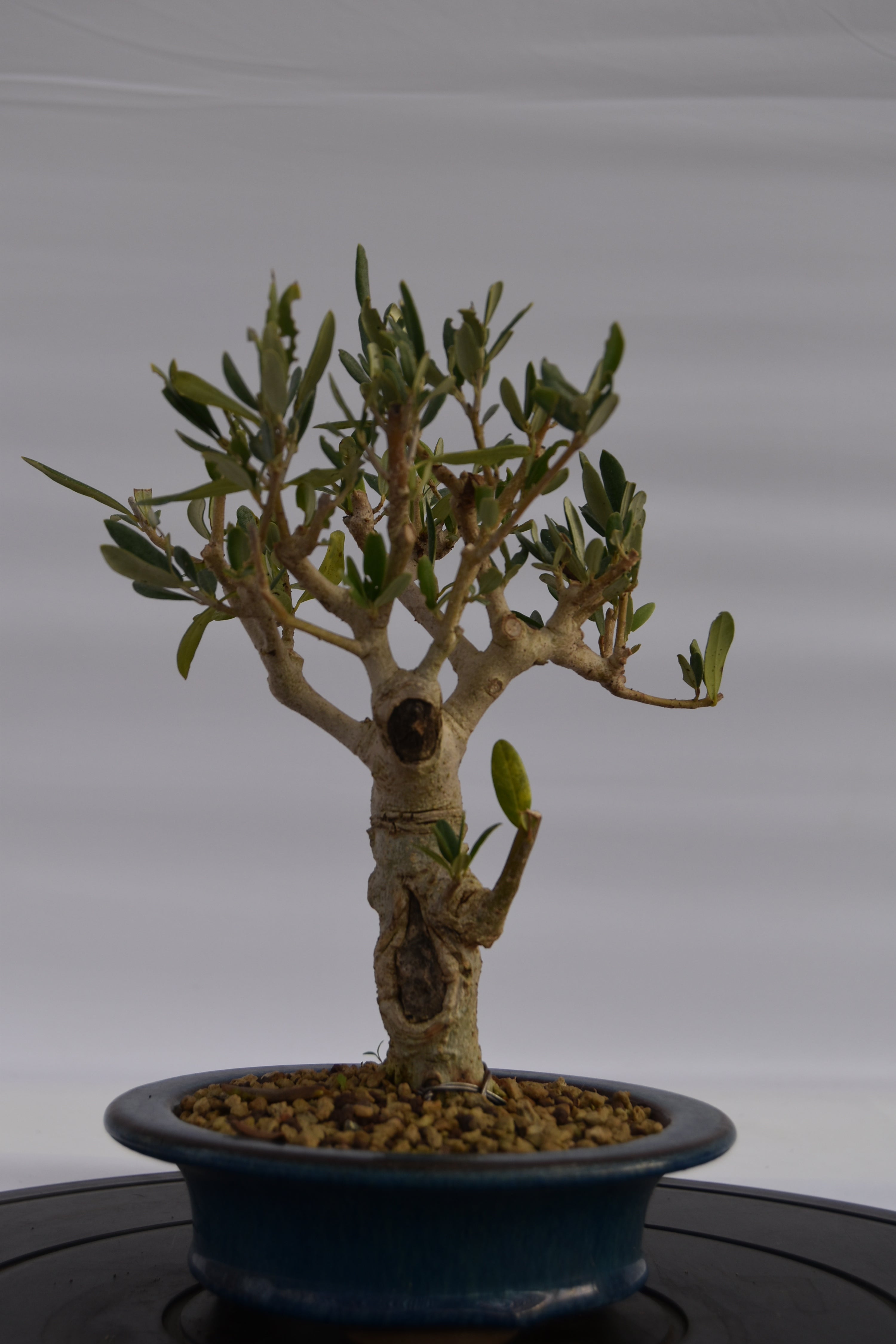 Olivo € 150 | La Gemma del bonsai