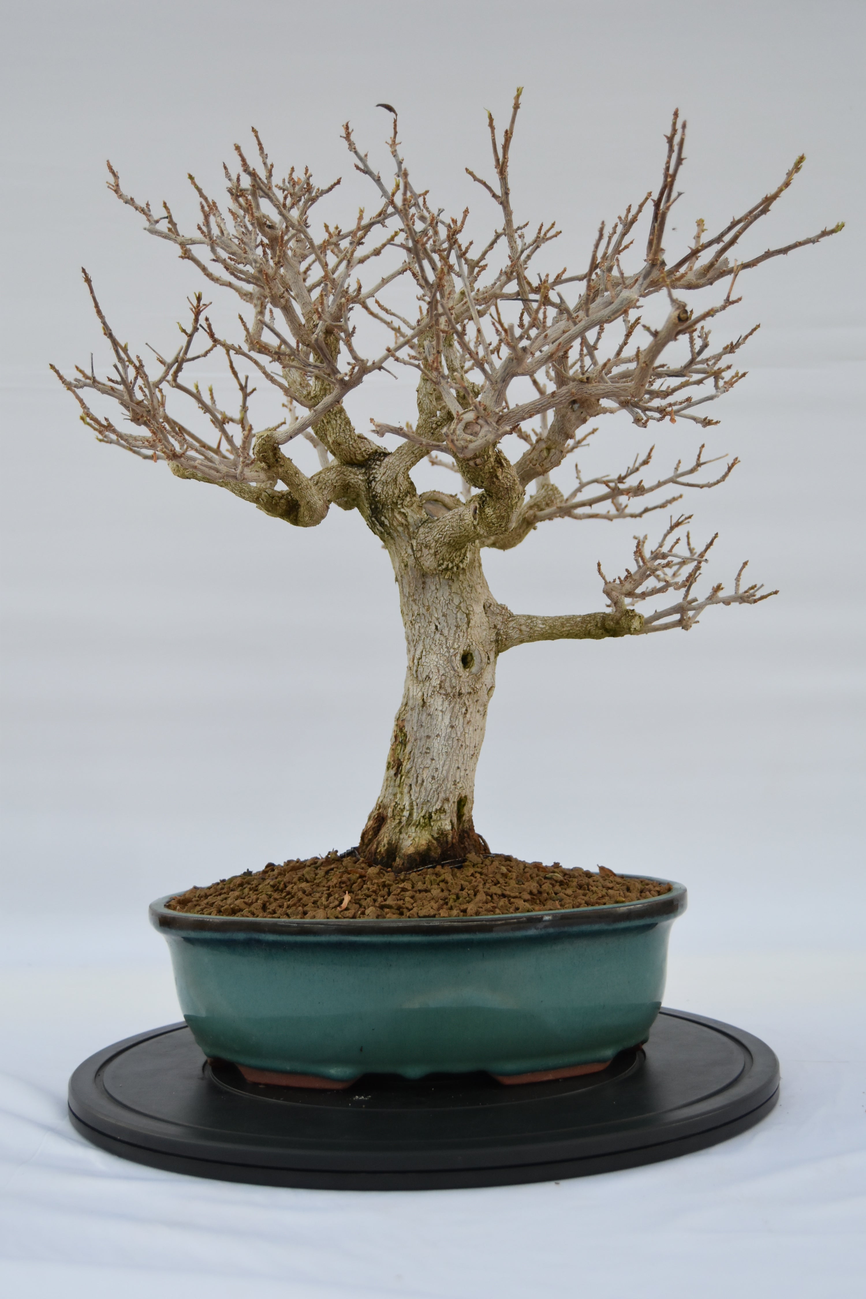 Bougainvillea € 670 | La Gemma del bonsai
