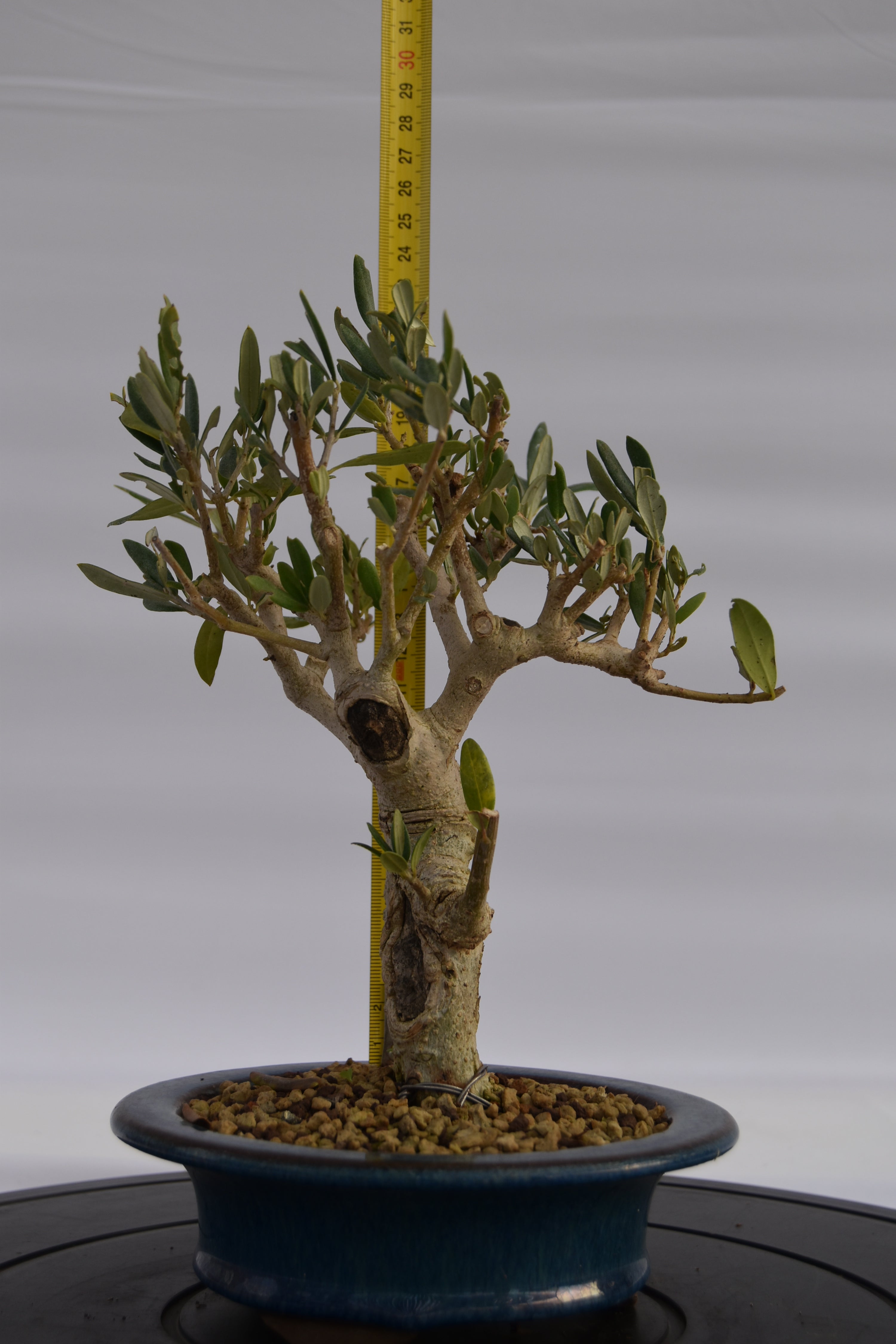 Olivo € 150 | La Gemma del bonsai