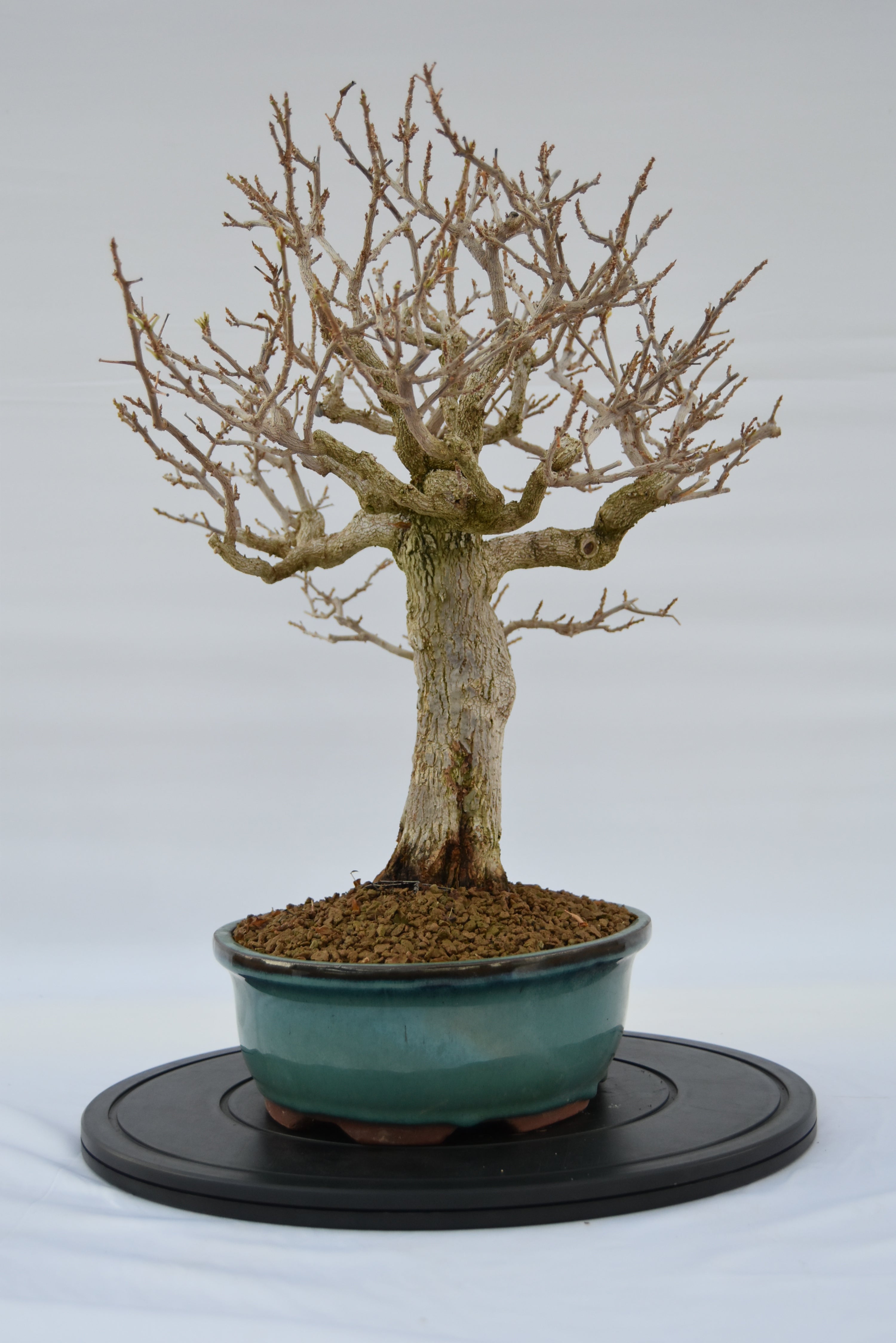 Bougainvillea € 670 | La Gemma del bonsai