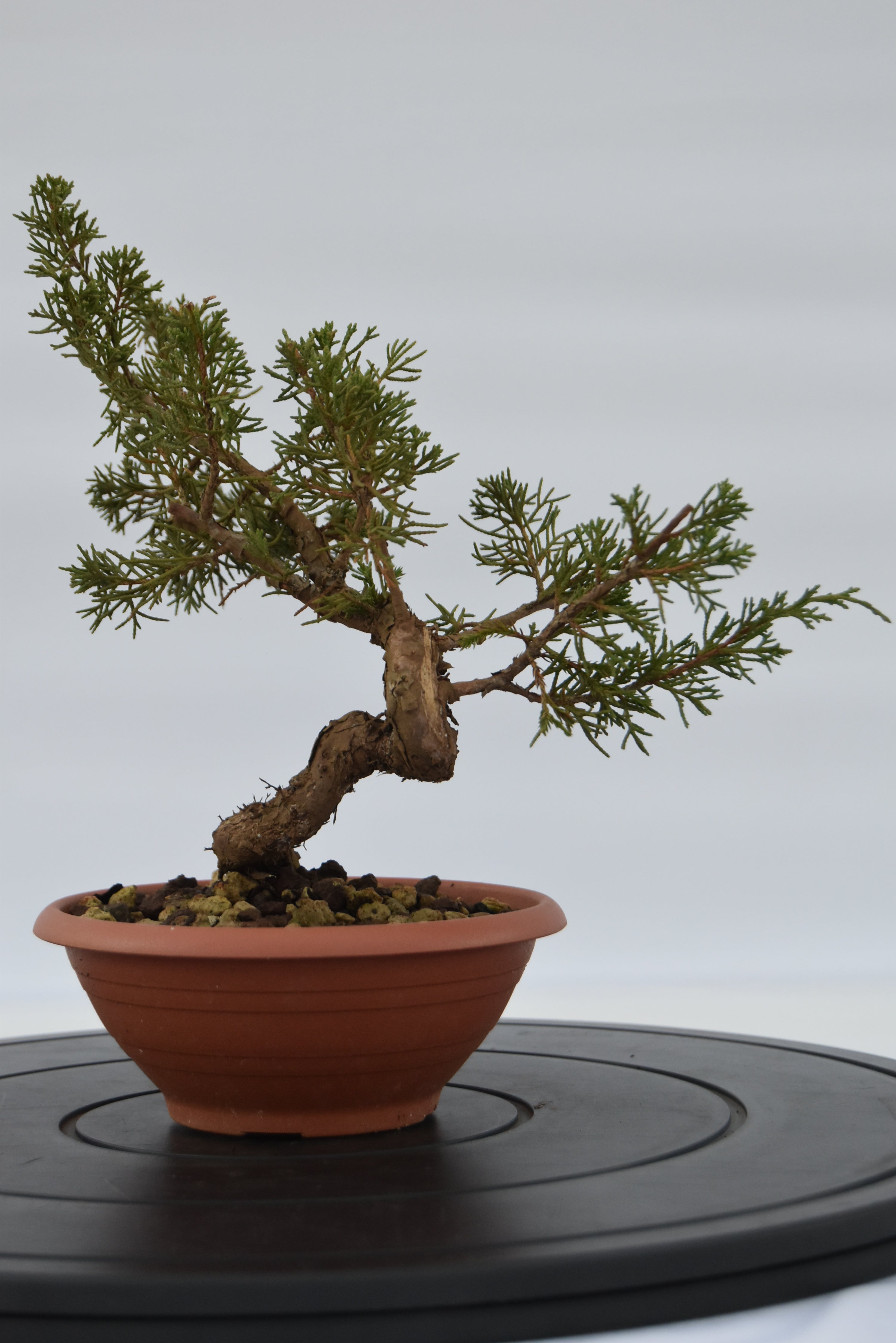 Ginepro Itoigawa € 40 | La Gemma del bonsai