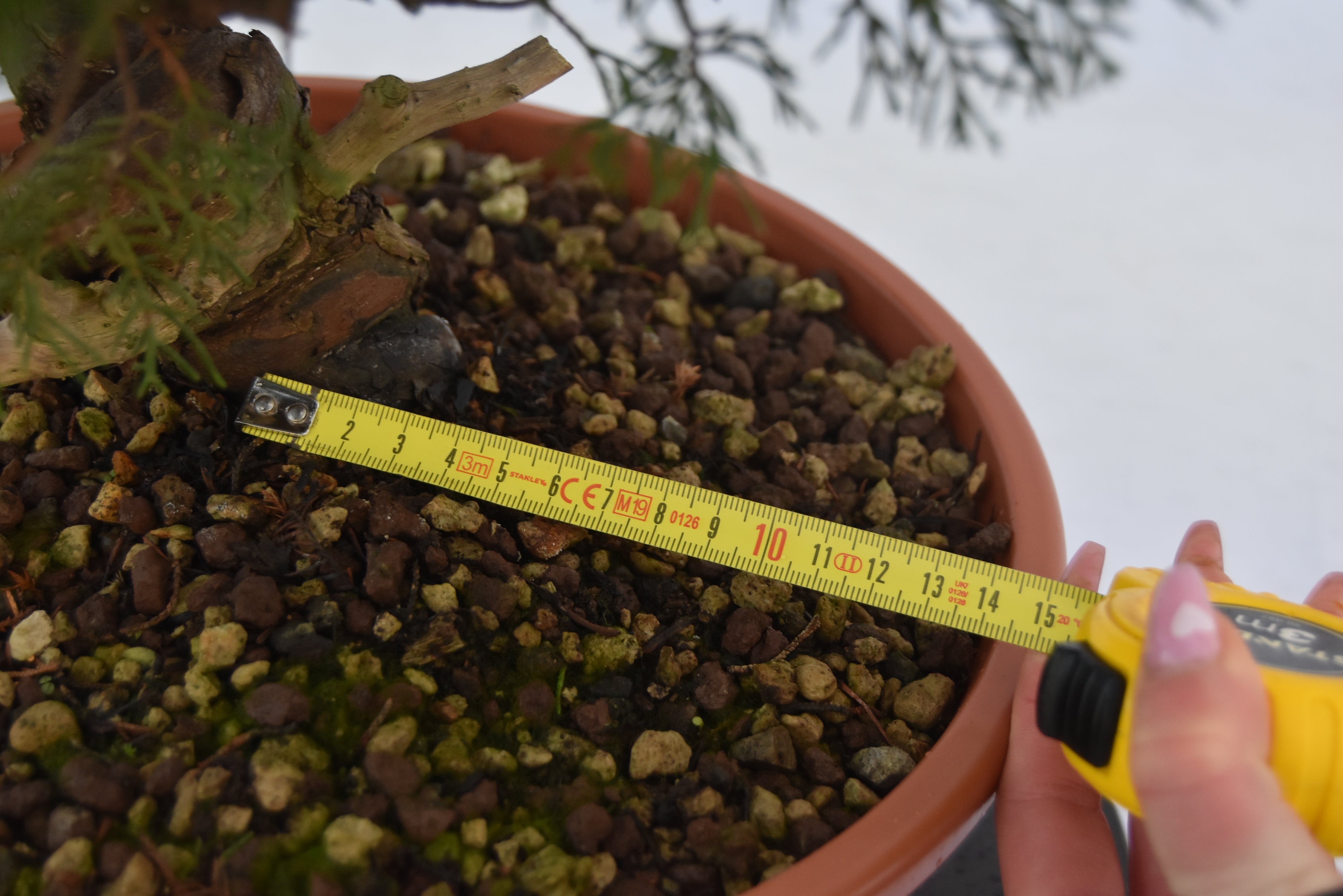 Ginepro Itoigawa €700| La Gemma del bonsai