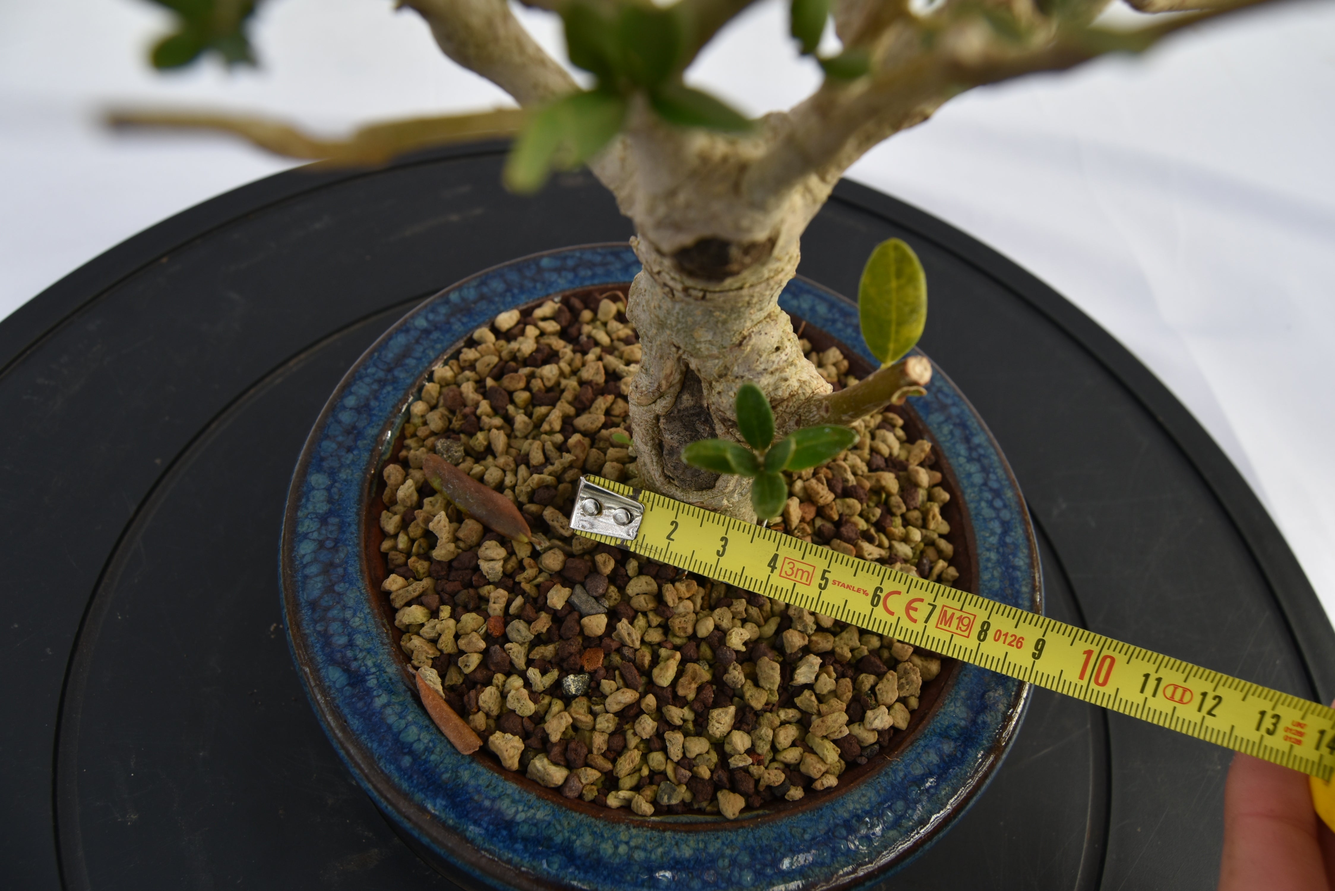 Olivo € 150 | La Gemma del bonsai