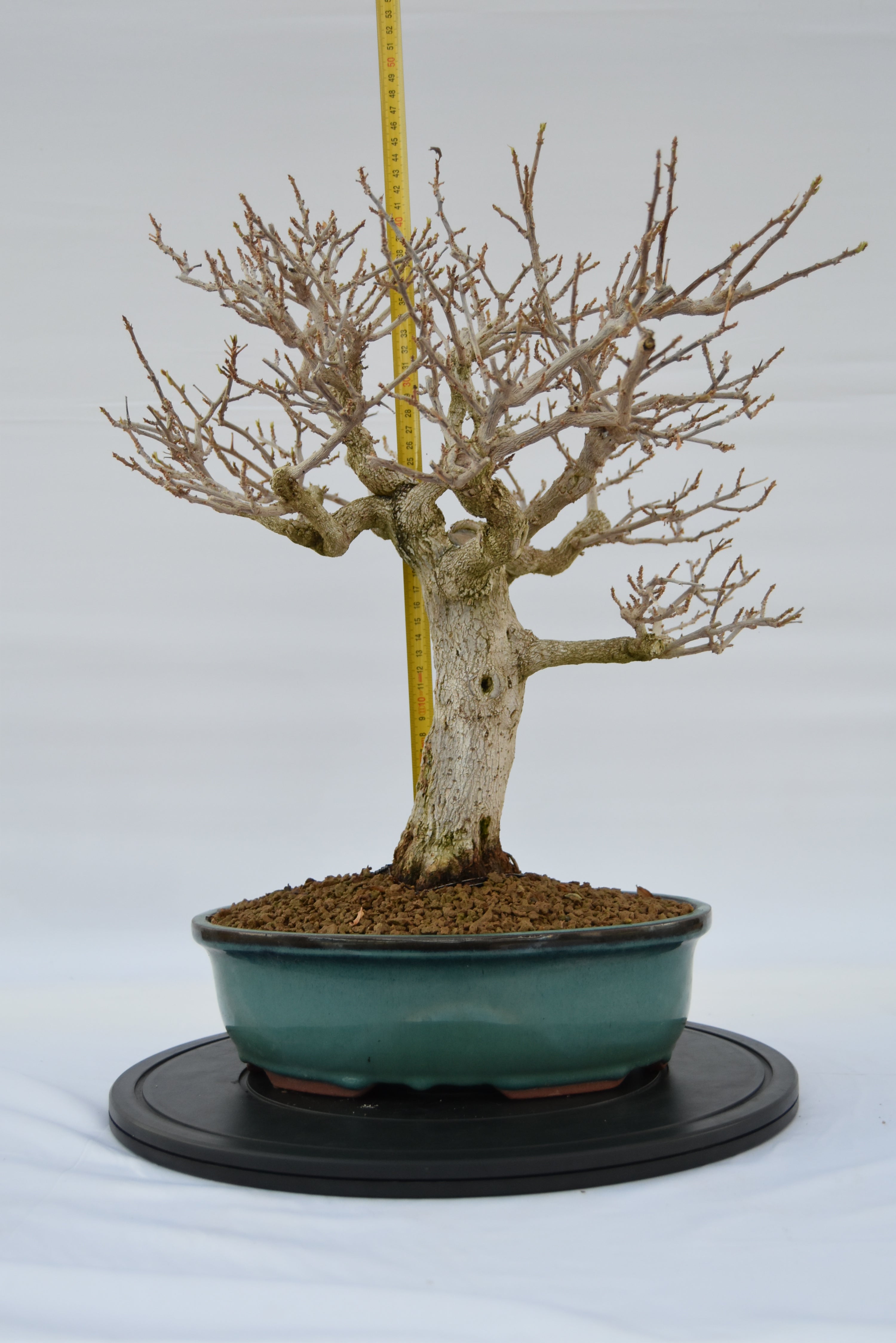 Bougainvillea € 670 | La Gemma del bonsai
