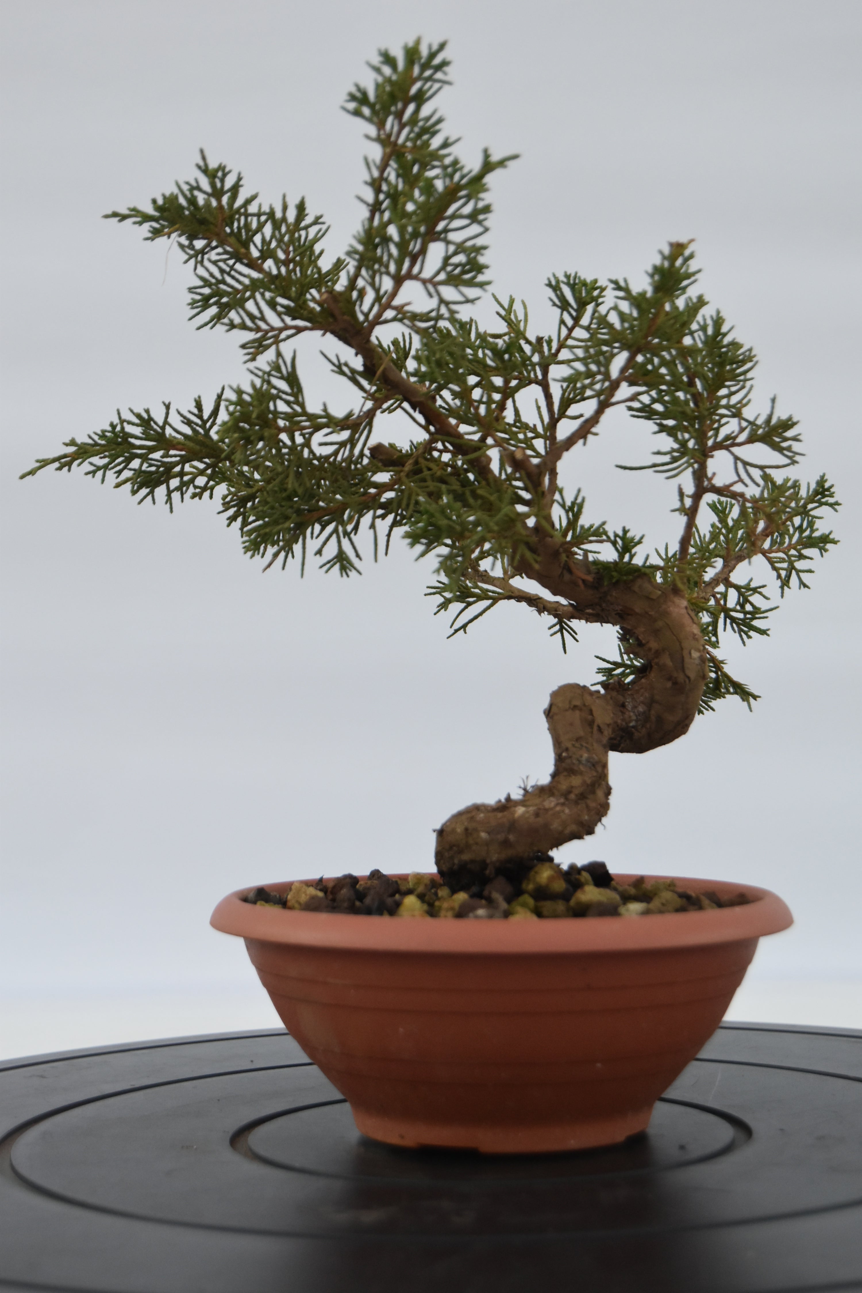 Ginepro Itoigawa € 40 | La Gemma del bonsai