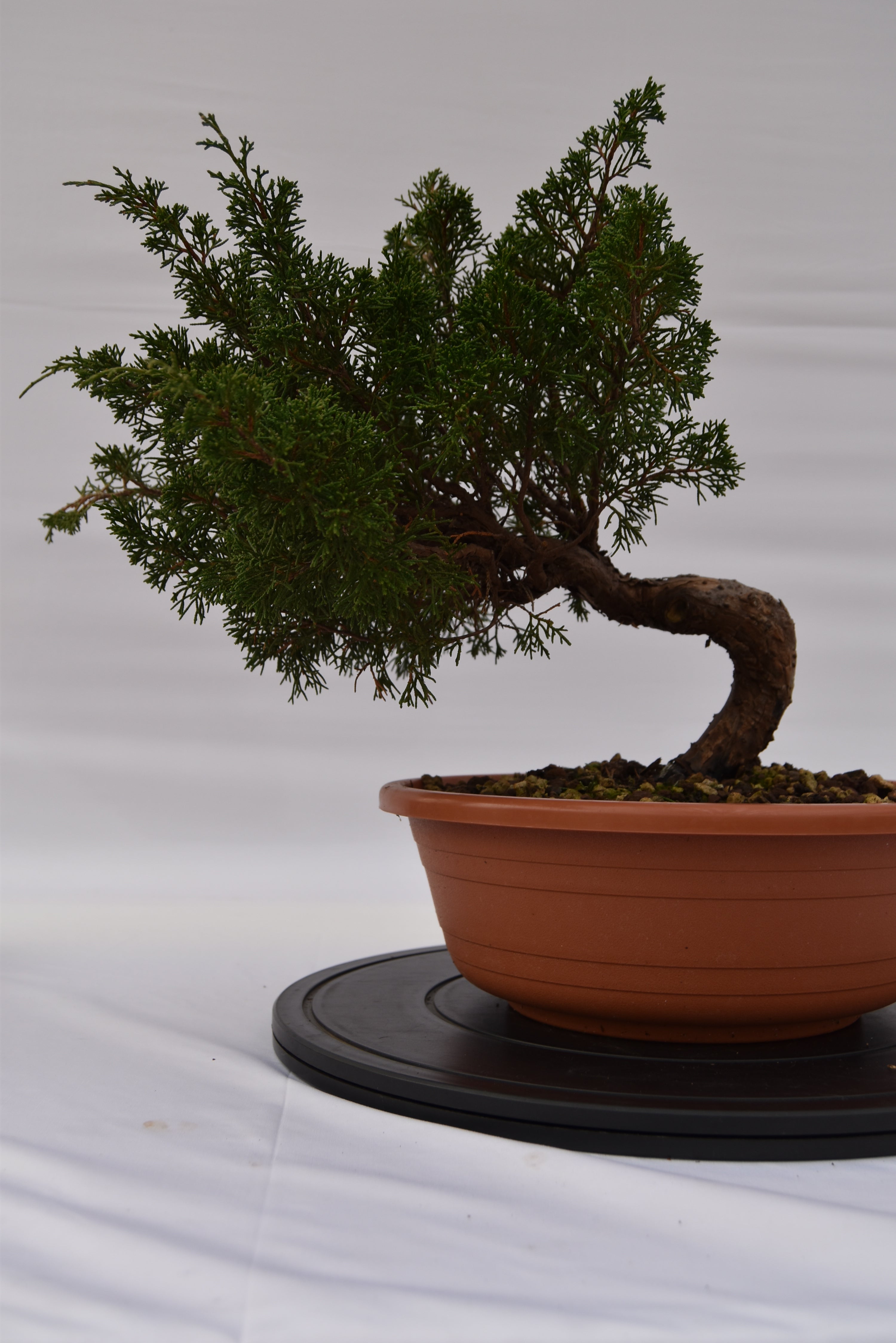 Ginepro Itoigawa € 250 | La Gemma del bonsai