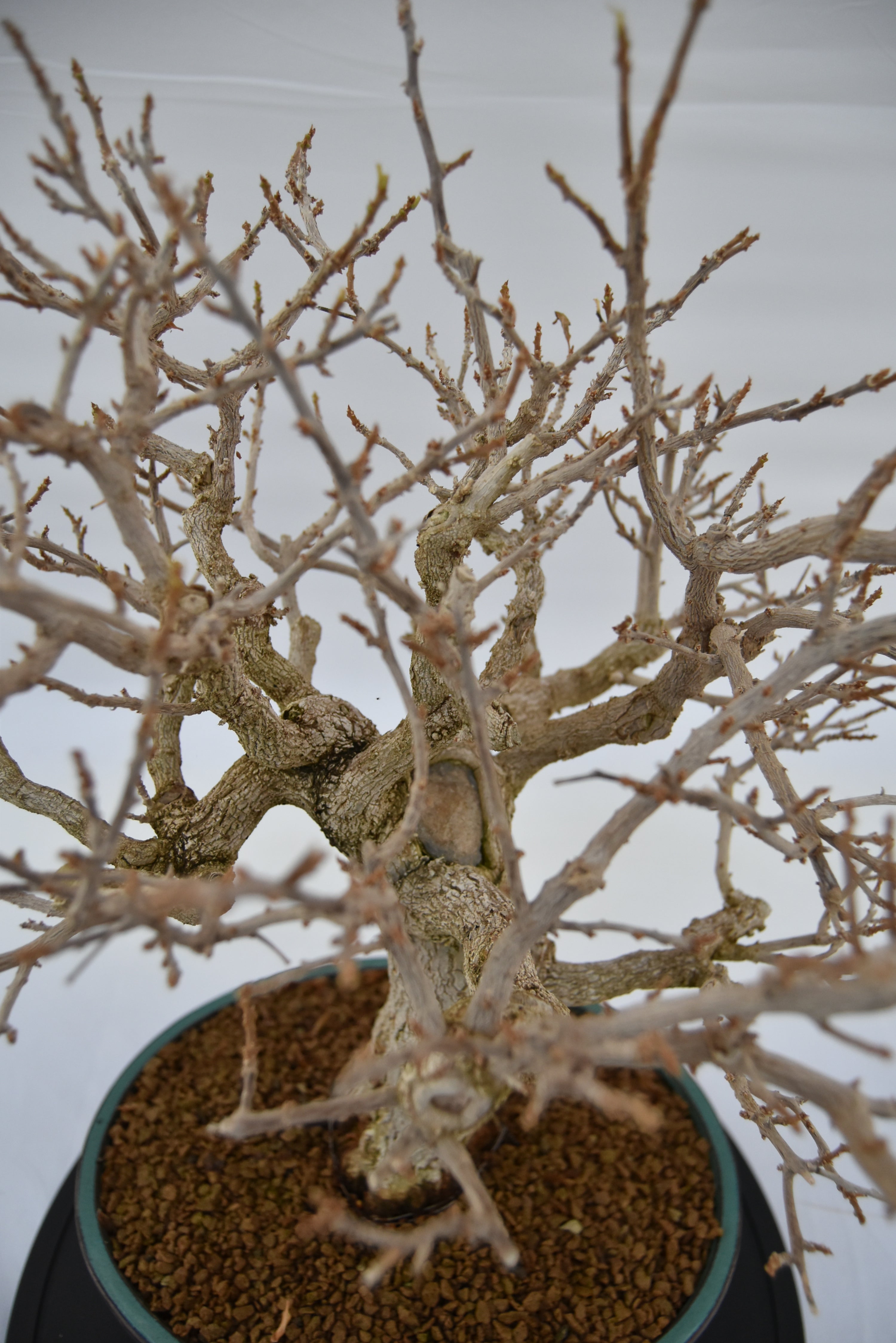 Bougainvillea € 670 | La Gemma del bonsai