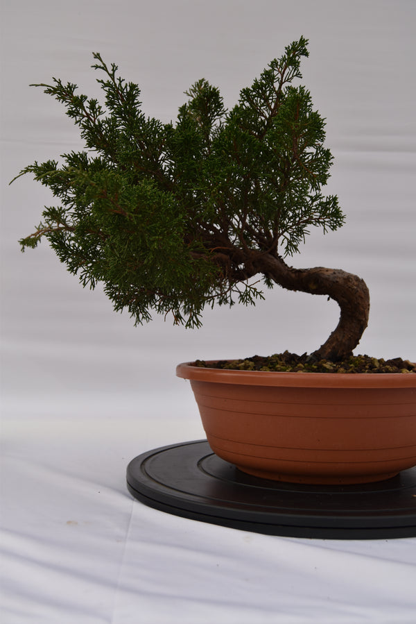 Ginepro Itoigawa € 250 | La Gemma del bonsai