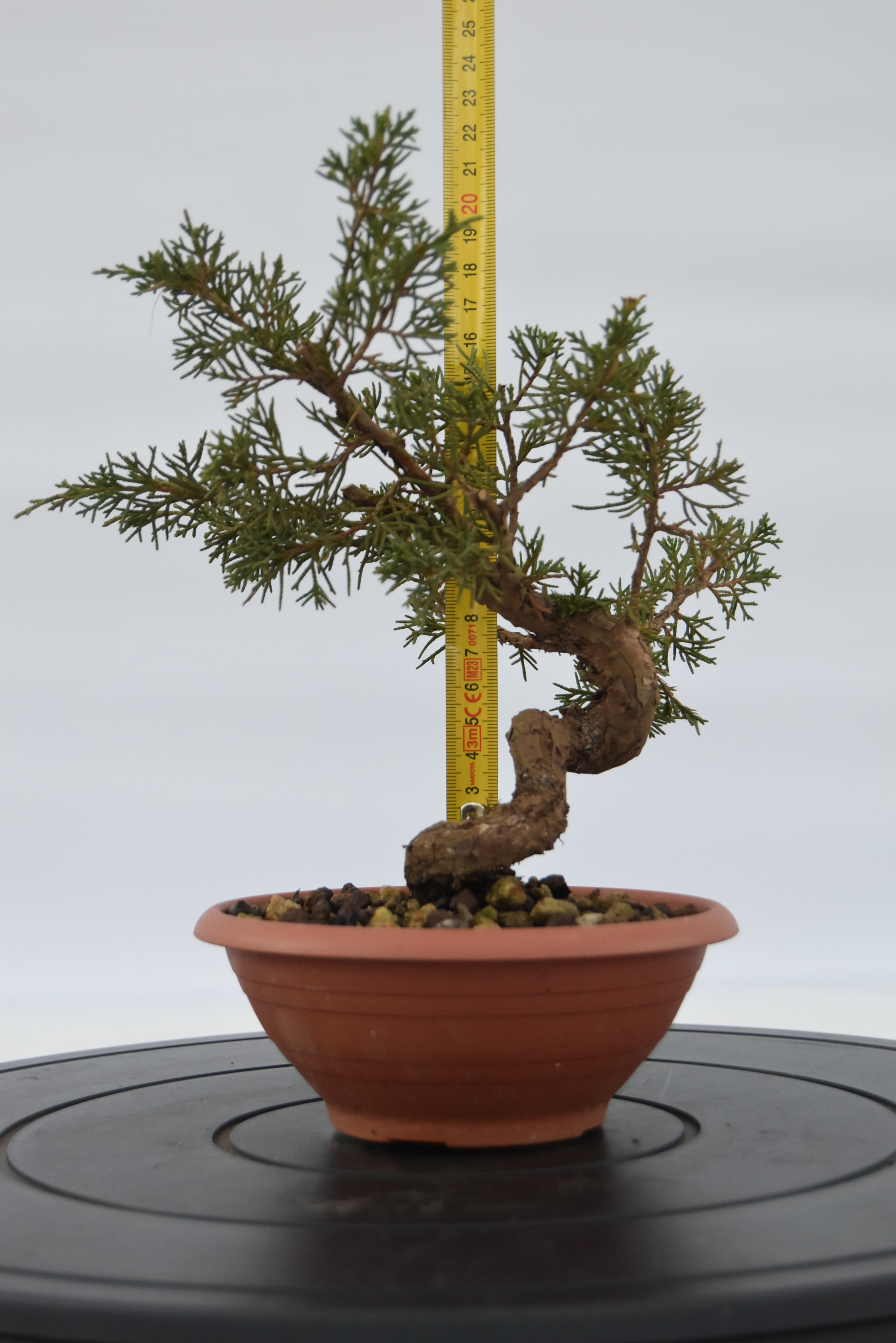 Ginepro Itoigawa € 40 | La Gemma del bonsai