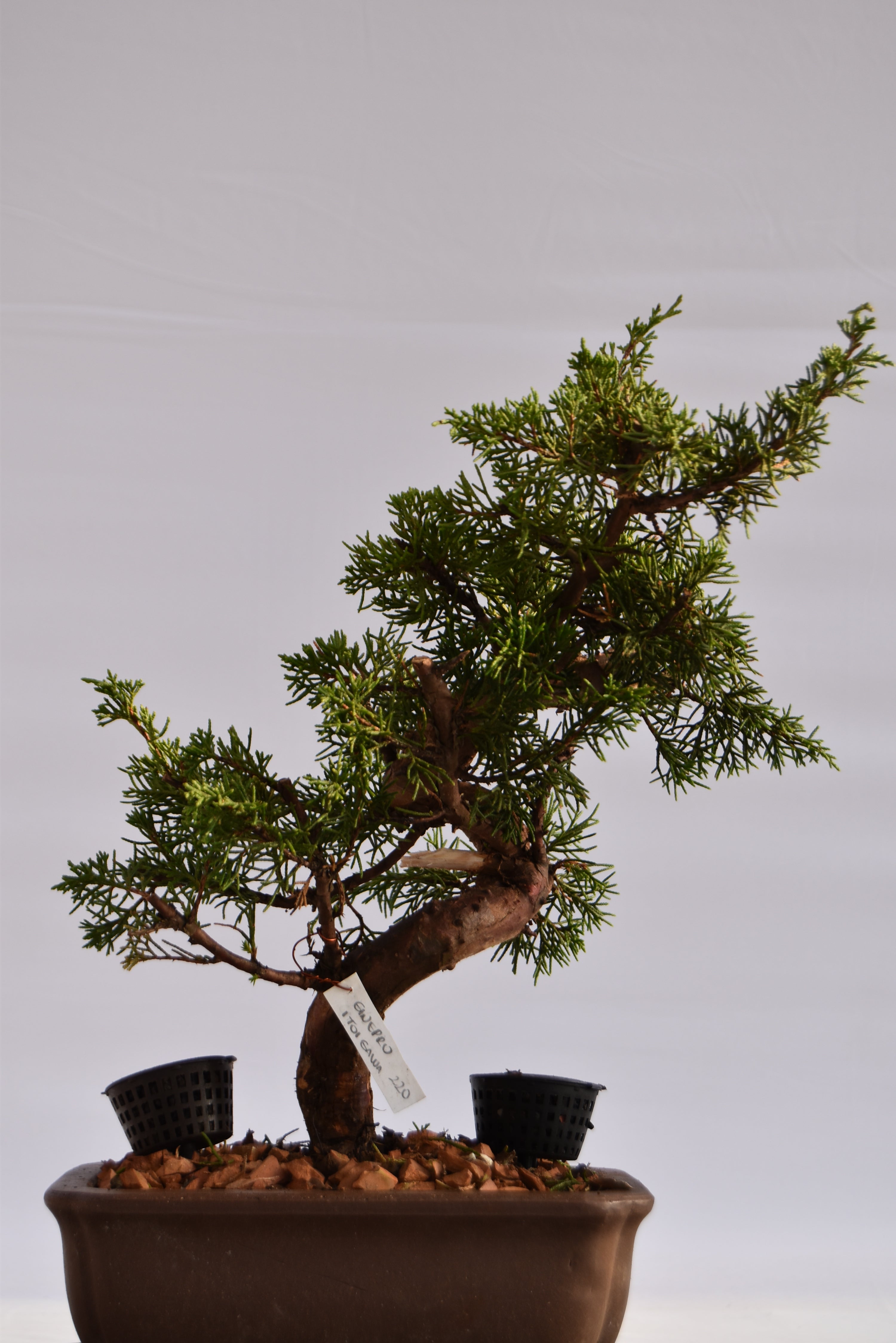 Ginepro Itoigawa €700 | La Gemma del bonsai