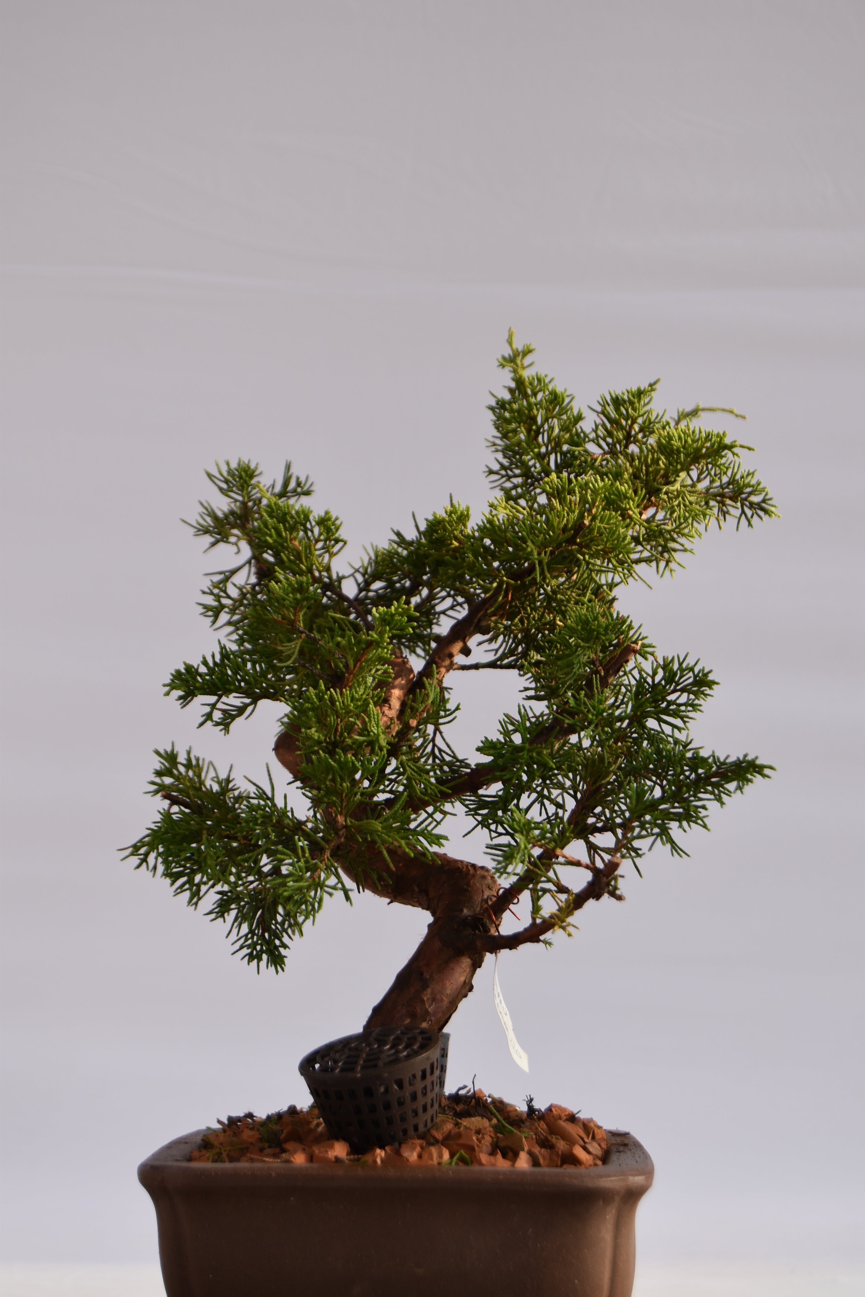 Ginepro Itoigawa €700 | La Gemma del bonsai