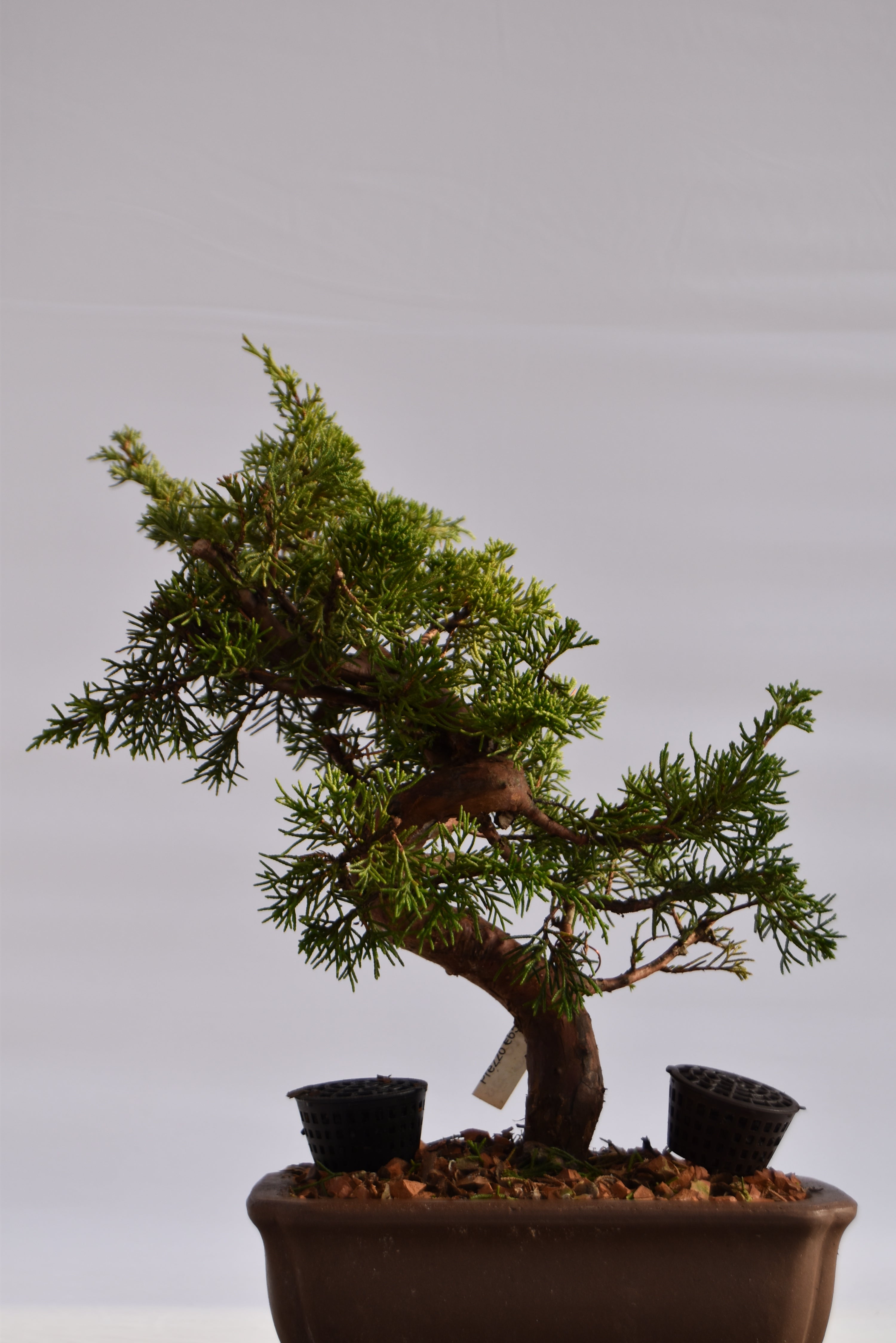 Ginepro Itoigawa €700 | La Gemma del bonsai