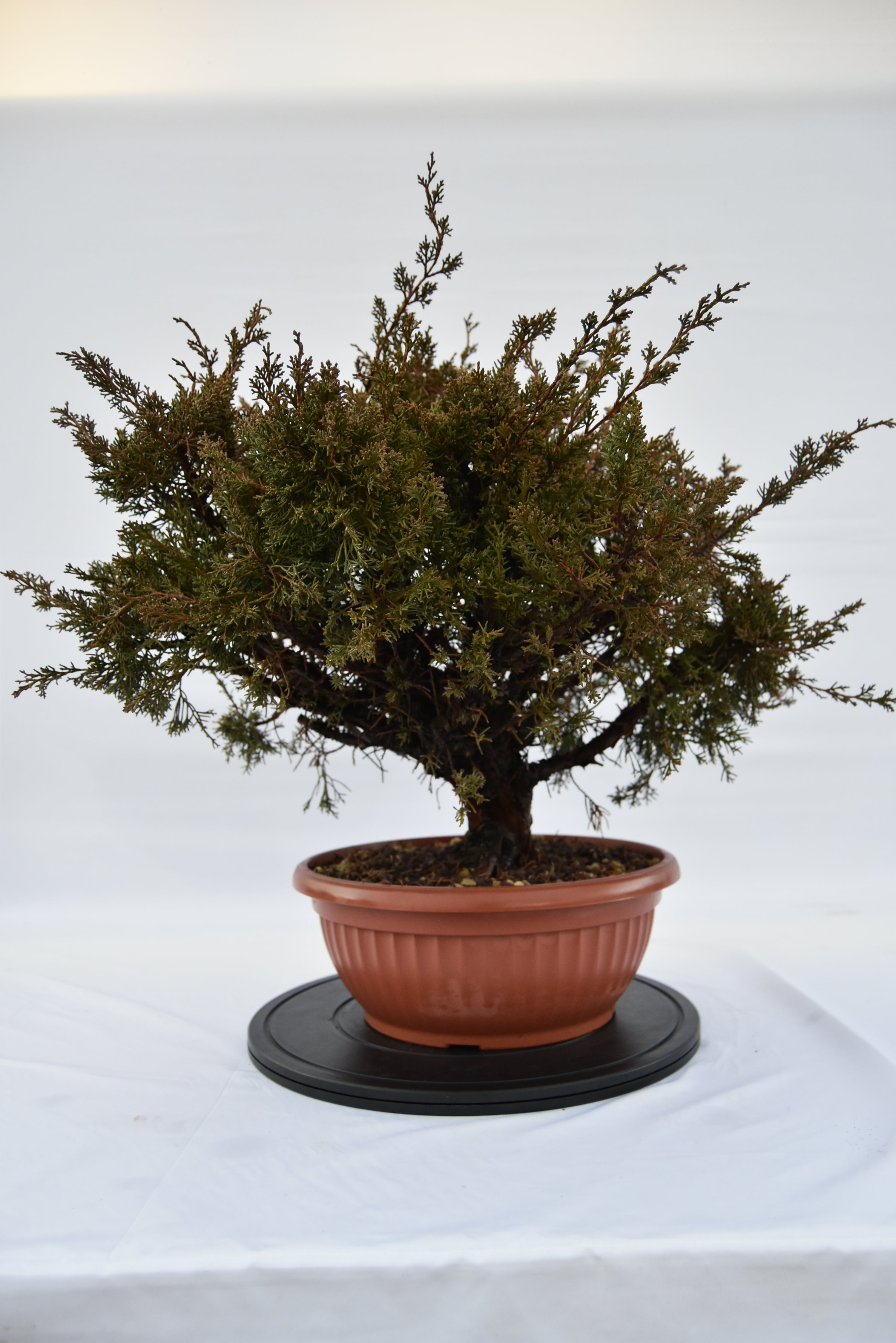 Ginepro Kishu € 380 | La Gemma del bonsai