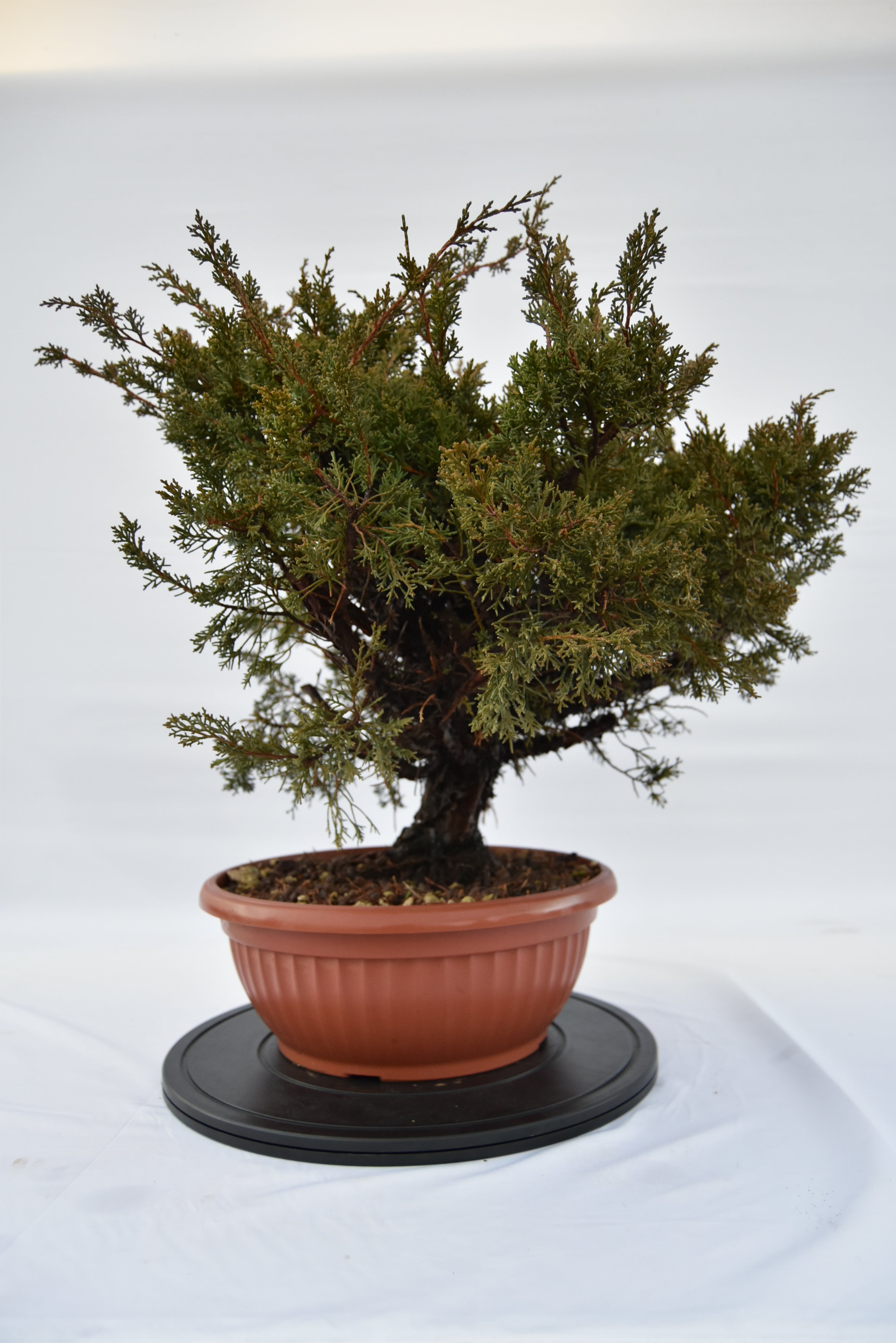 Ginepro Kishu € 380 | La Gemma del bonsai
